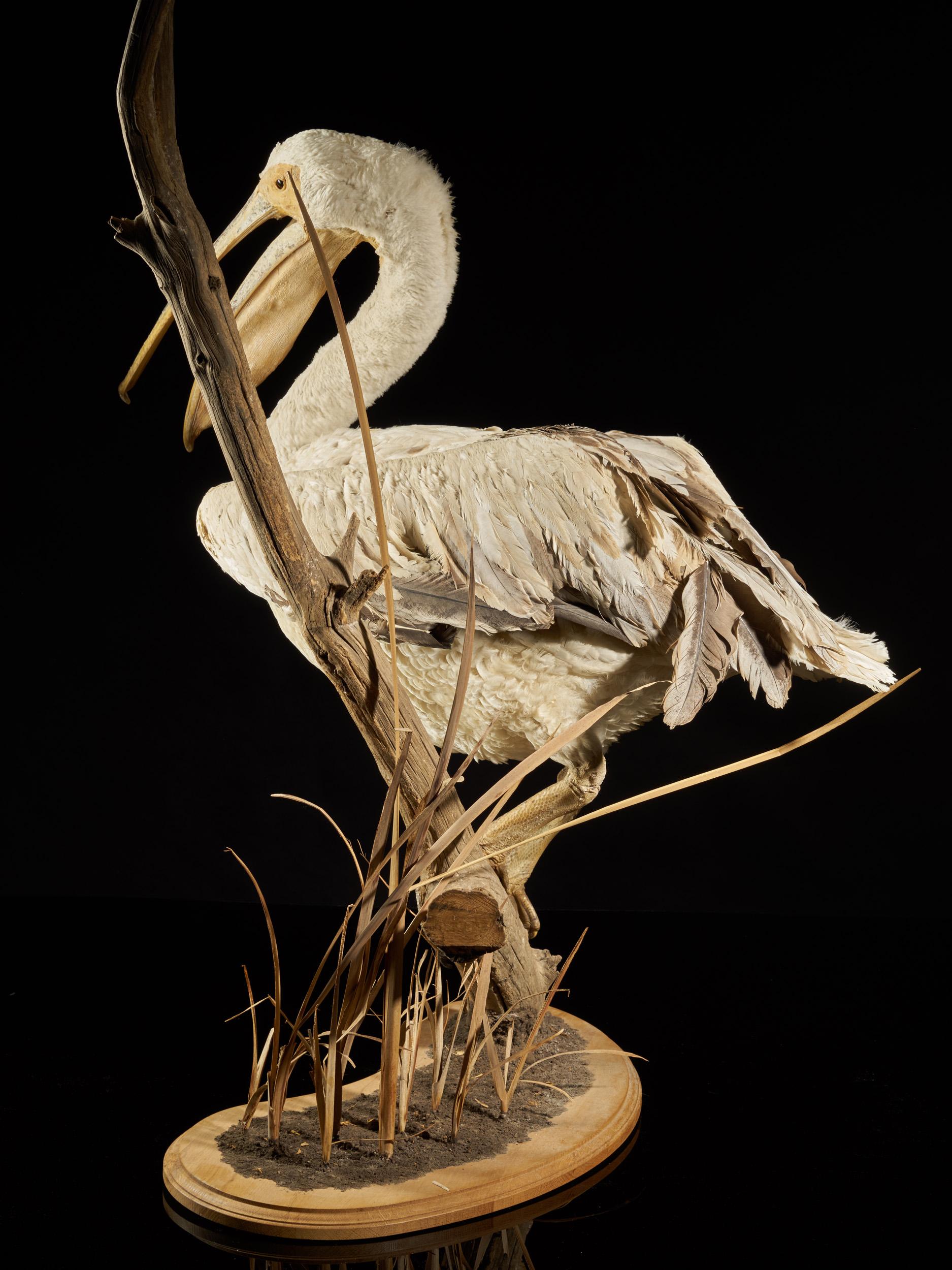 European Magnificent Great White Pelican on Decorative Stand