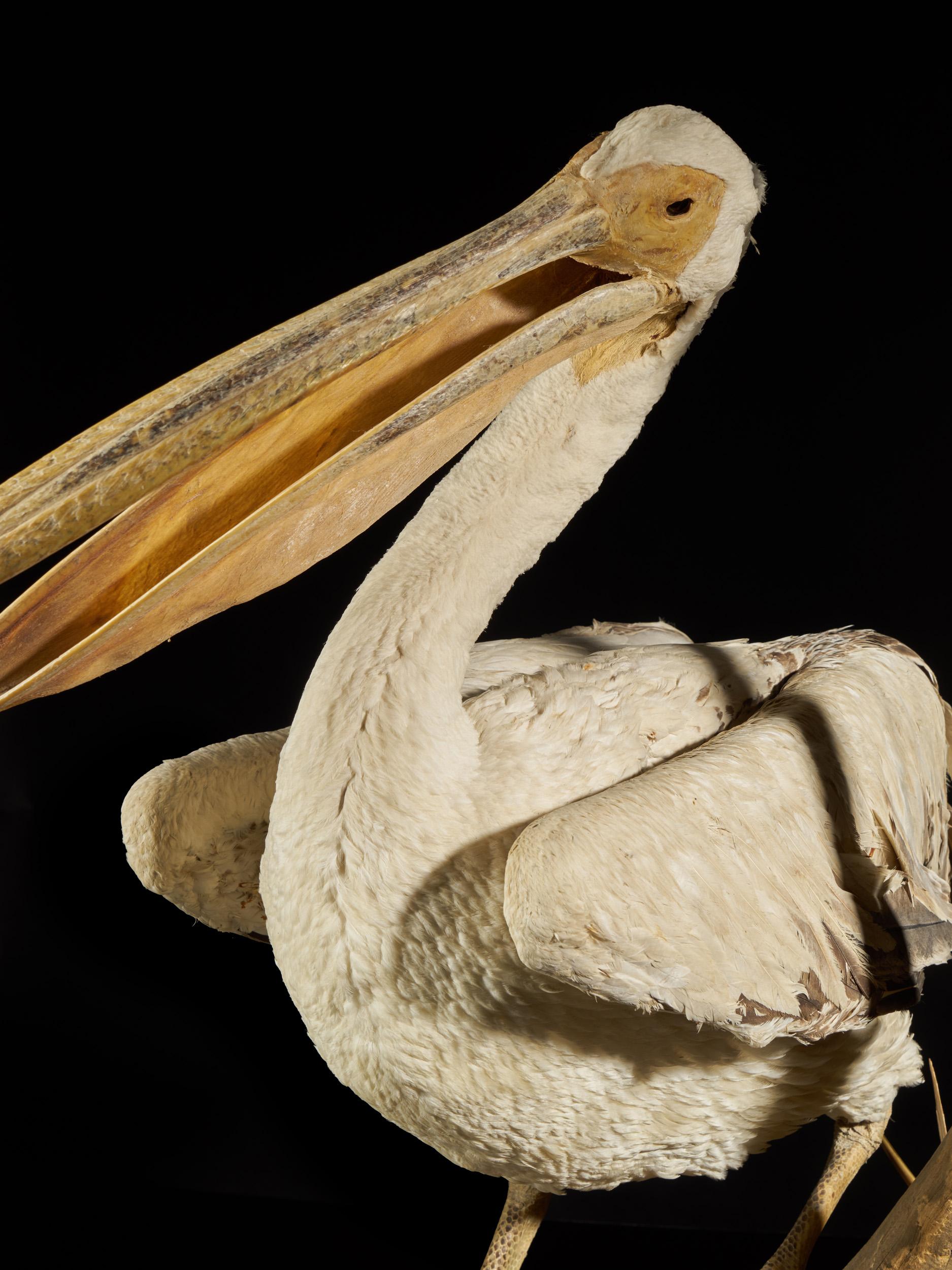 Magnificent Great White Pelican on Decorative Stand In Good Condition In Leuven , BE