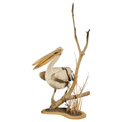 Magnificent Great White Pelican on Decorative Stand