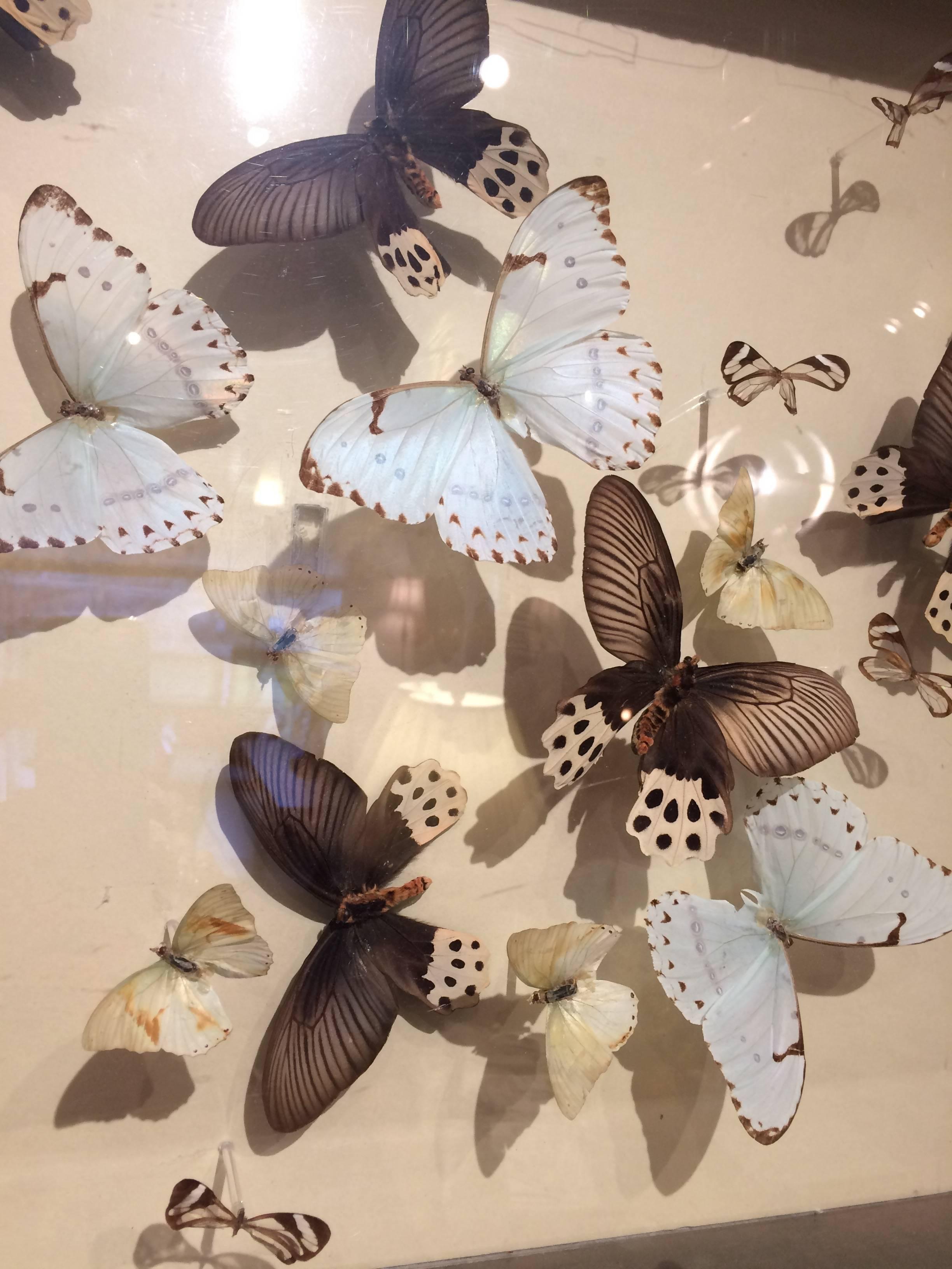 A poetically arranged group of real butterflies in a stunning shadow box with geometric pattern on the frame. Signed and dated, 1984.