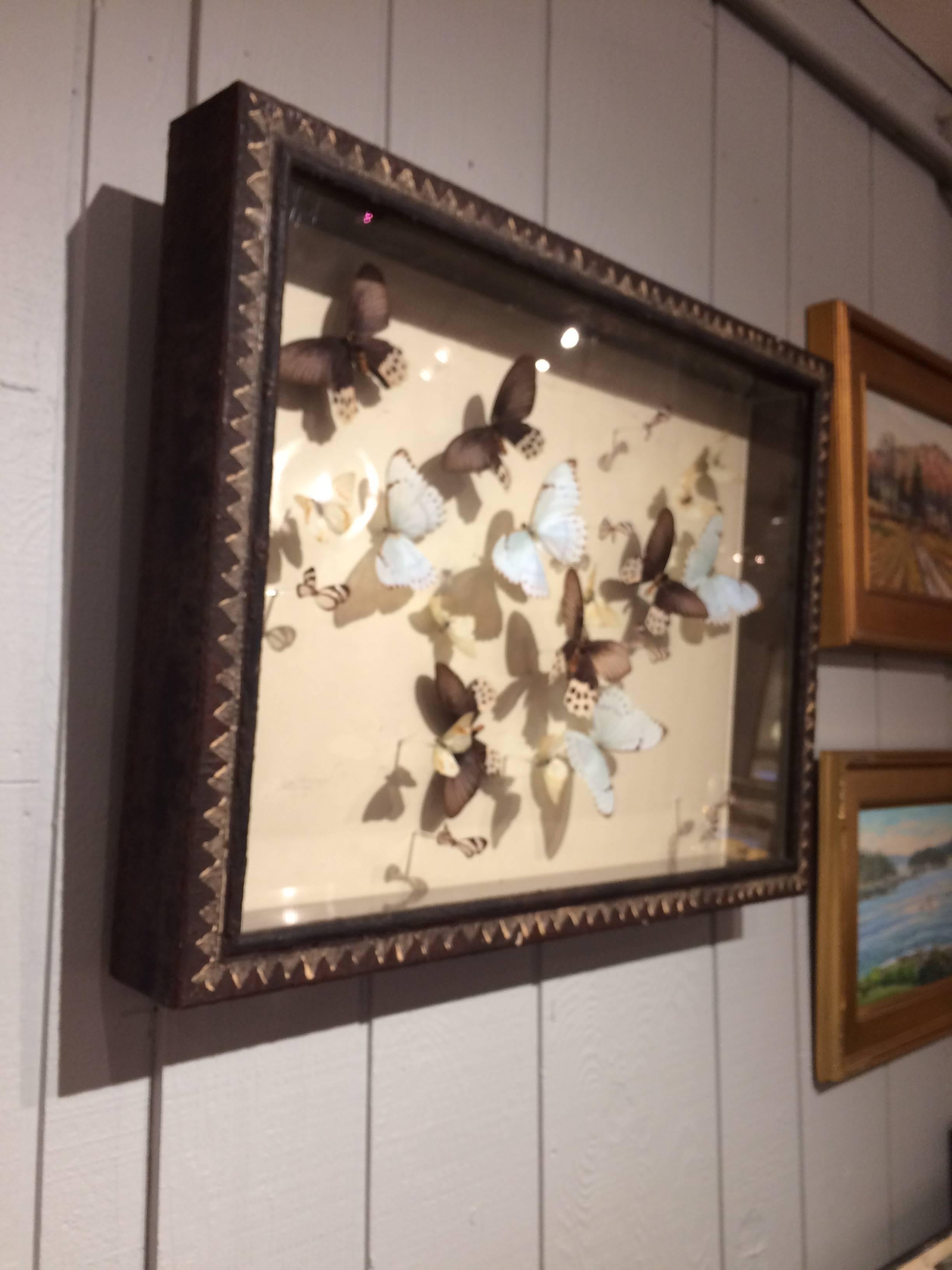 butterflies in shadow boxes