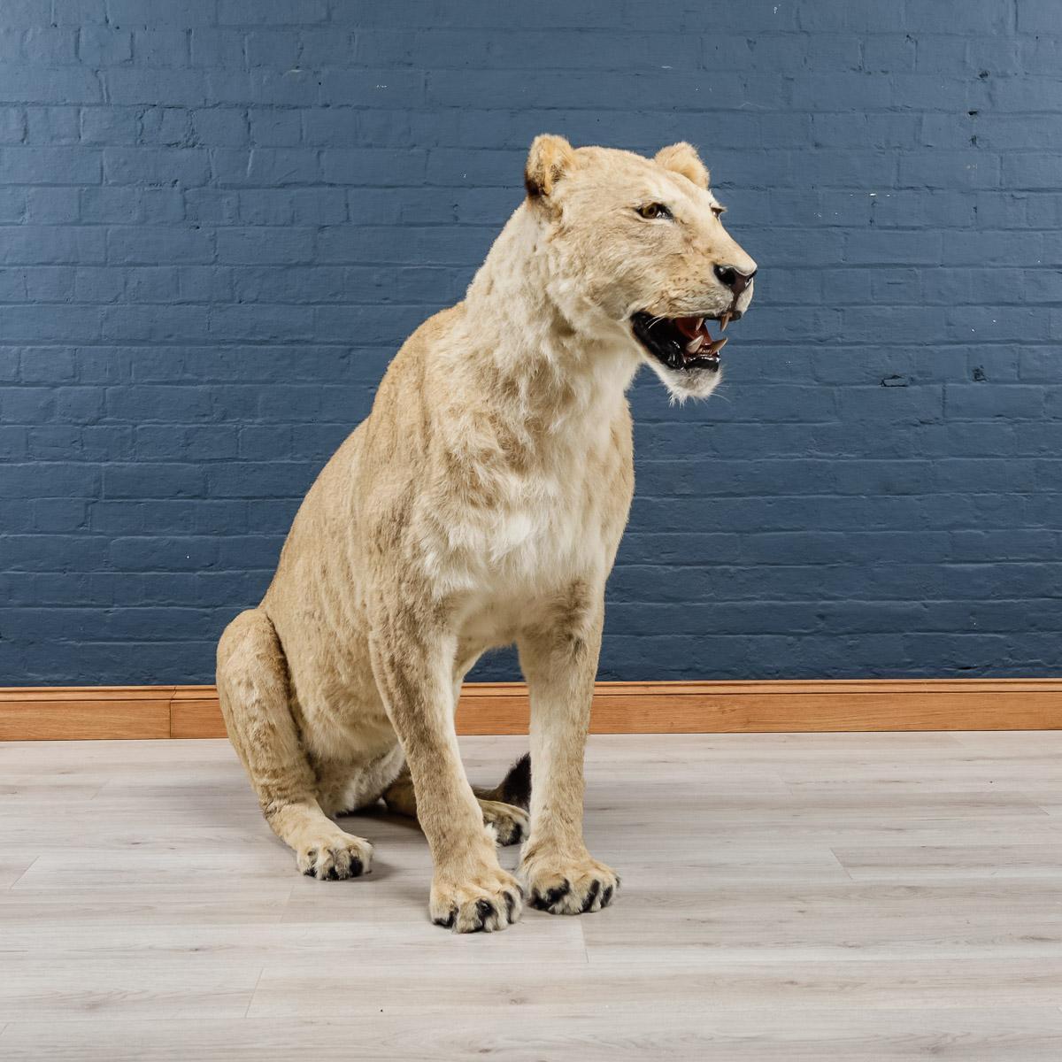 Description

A magnificent full mount taxidermy study of an African lioness, late 20th century. Professionally prepared in a very realistic seated pose.

N.B. This item is listed under cities appendix II. It cannot be sold outside the European union