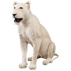 Magnificent Late 20th Century White Lioness in Sitting Pose