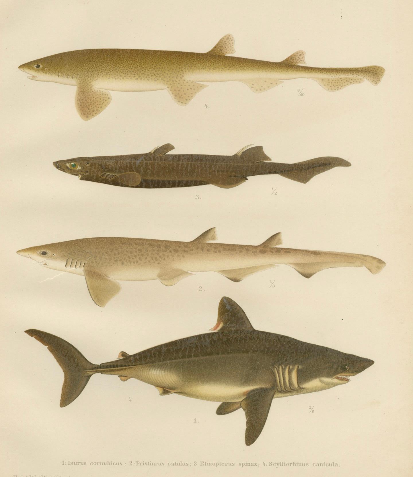 Magnificent Lithograph of Scandinavian Sharks from Pisces Scandinaviae, 1895 For Sale 5