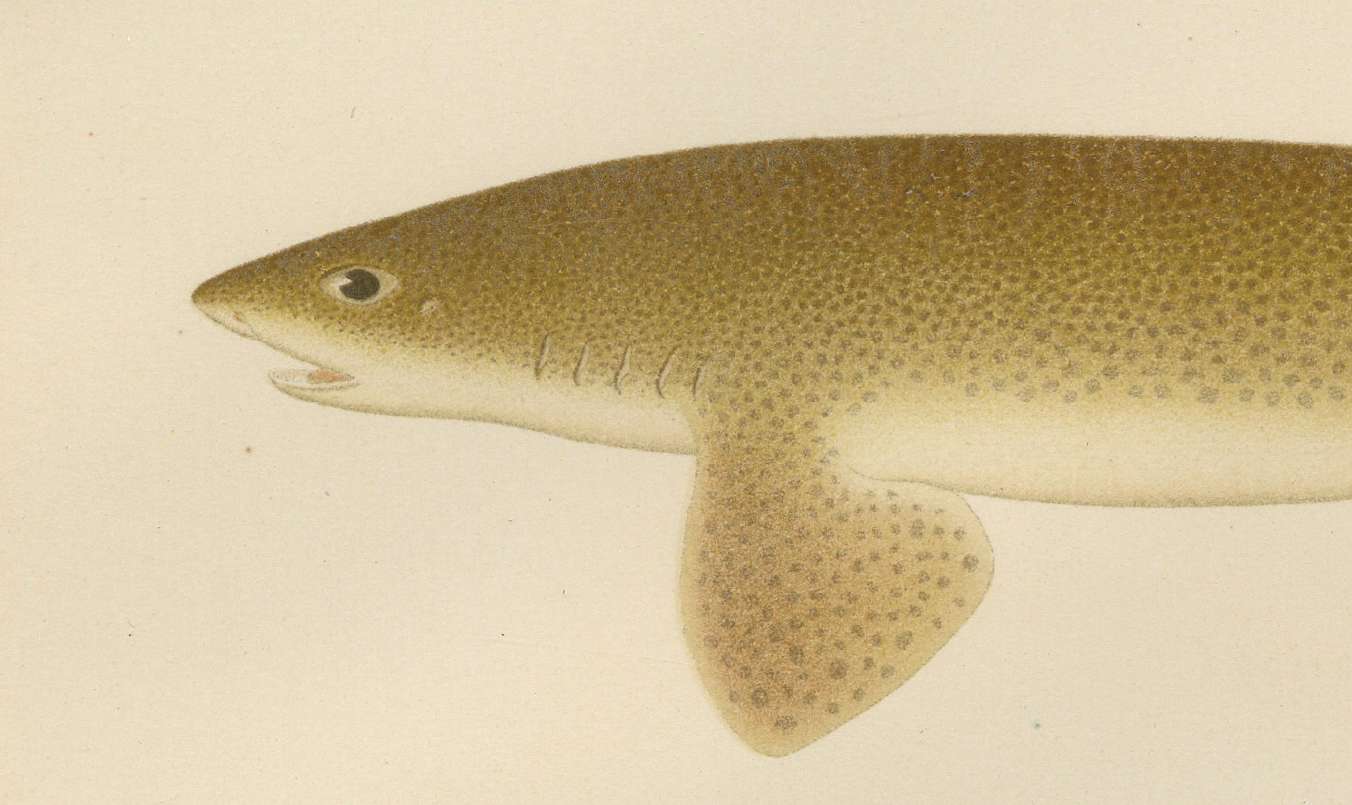 Title: Magnificent Lithograph of Scandinavian Sharks from Pisces Scandinaviae Series  

Description:  This stunning lithograph from the renowned Pisces Scandinaviae series depicts four species of sharks, masterfully illustrated to capture their