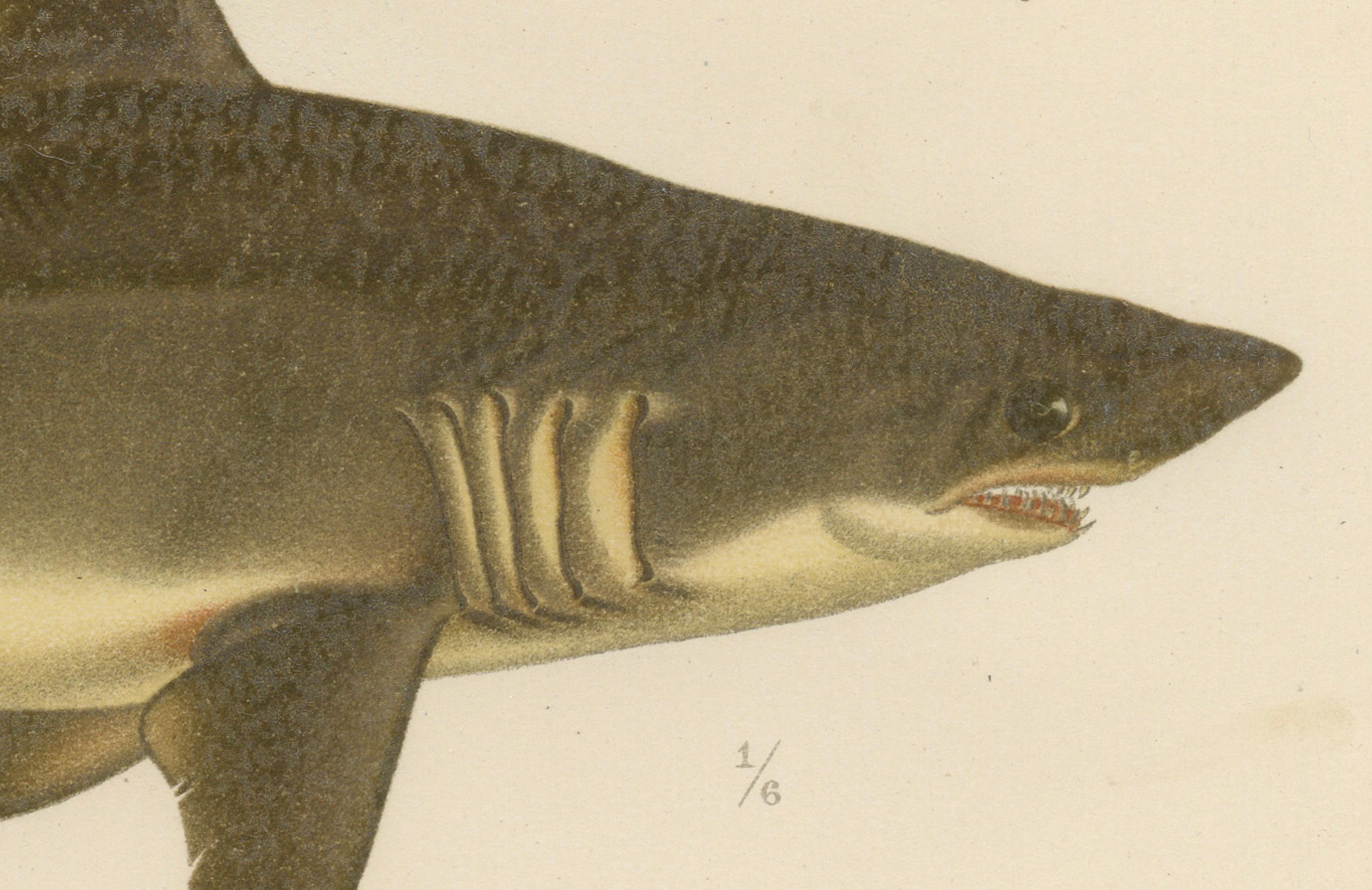 Magnificent Lithograph of Scandinavian Sharks from Pisces Scandinaviae, 1895 In Fair Condition For Sale In Langweer, NL