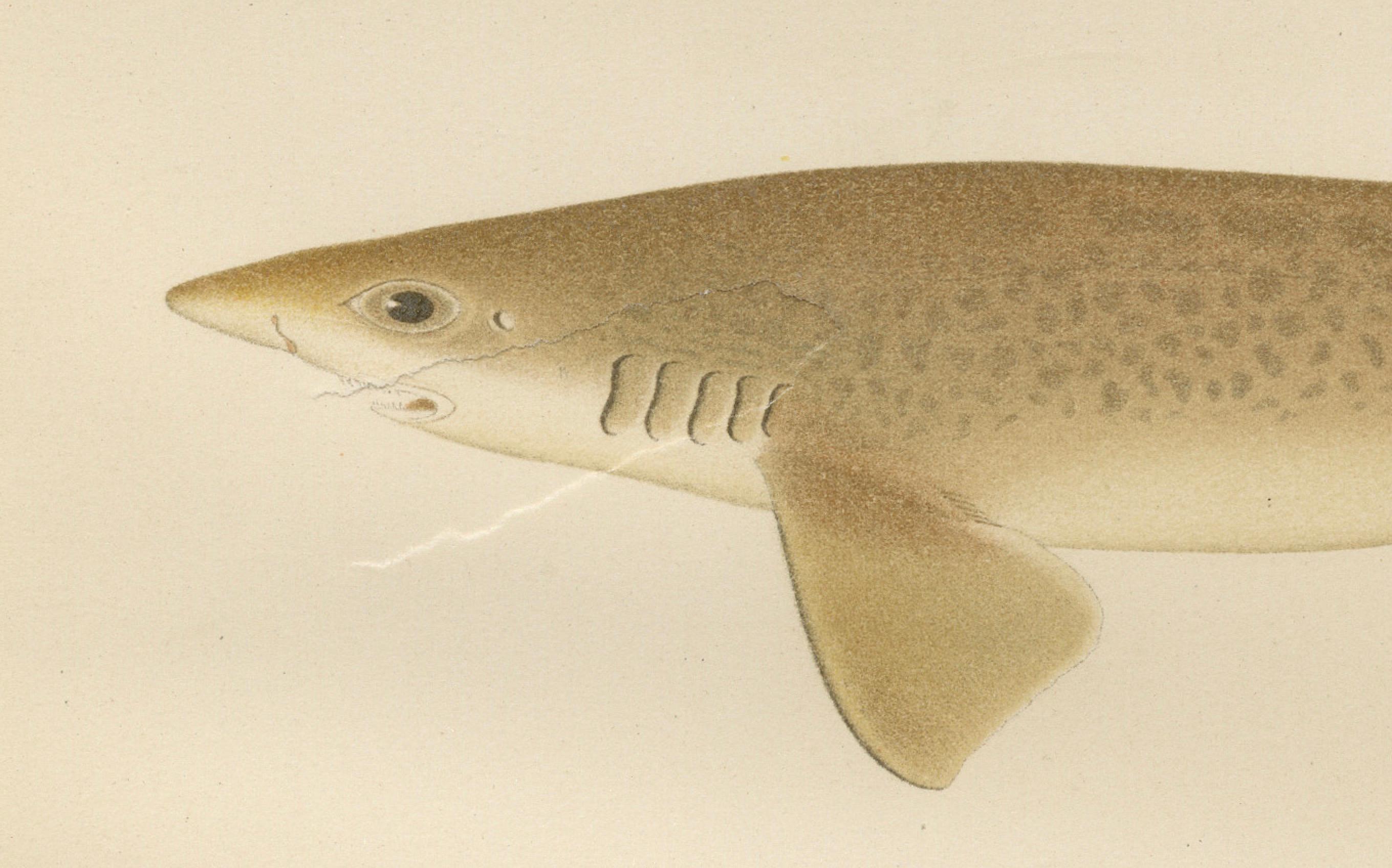 Late 19th Century Magnificent Lithograph of Scandinavian Sharks from Pisces Scandinaviae, 1895 For Sale