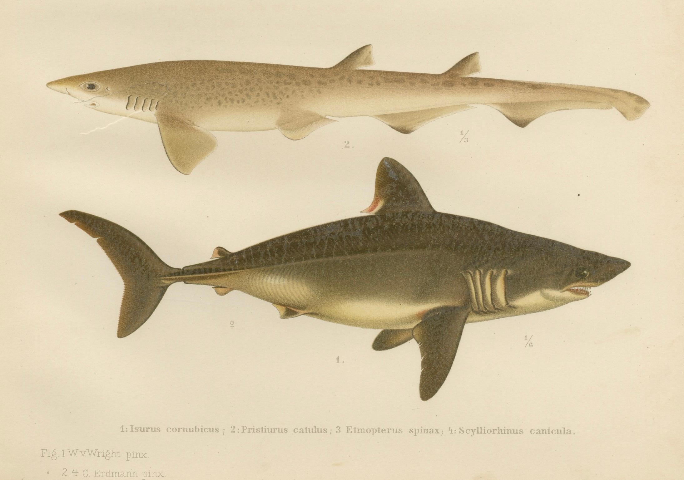 Paper Magnificent Lithograph of Scandinavian Sharks from Pisces Scandinaviae, 1895 For Sale