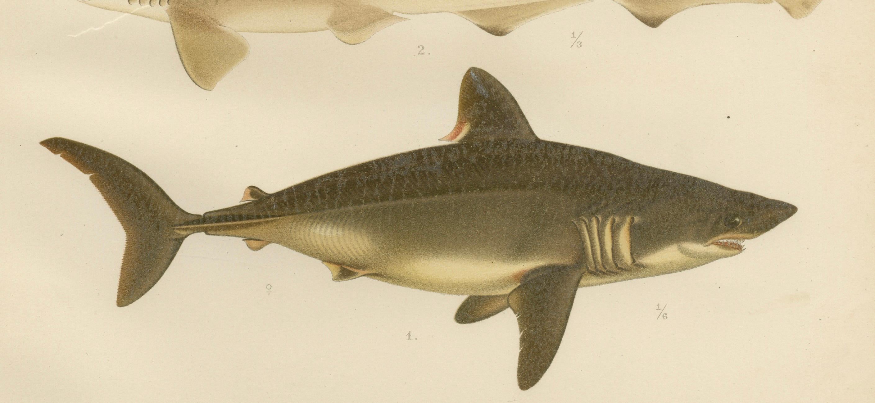 Magnificent Lithograph of Scandinavian Sharks from Pisces Scandinaviae, 1895 For Sale 1