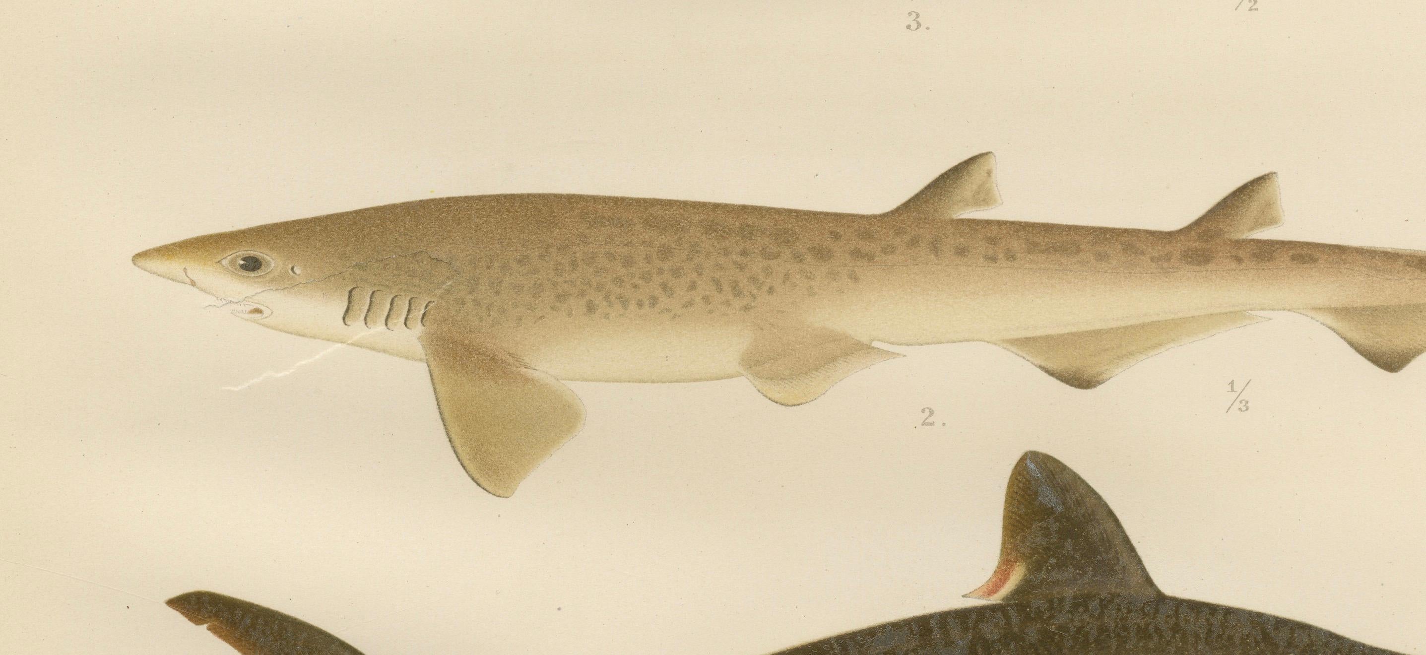 Magnificent Lithograph of Scandinavian Sharks from Pisces Scandinaviae, 1895 For Sale 2
