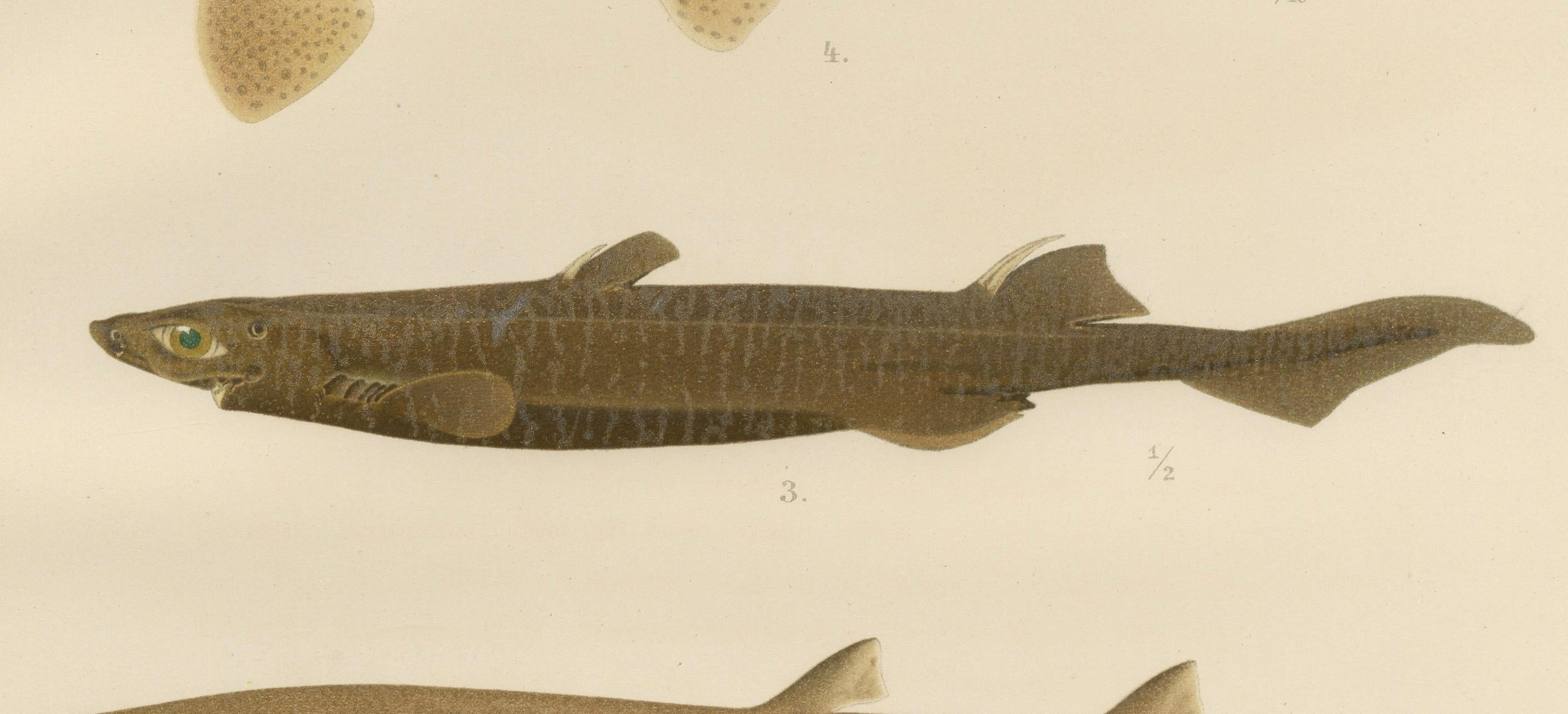 Magnificent Lithograph of Scandinavian Sharks from Pisces Scandinaviae, 1895 For Sale 3