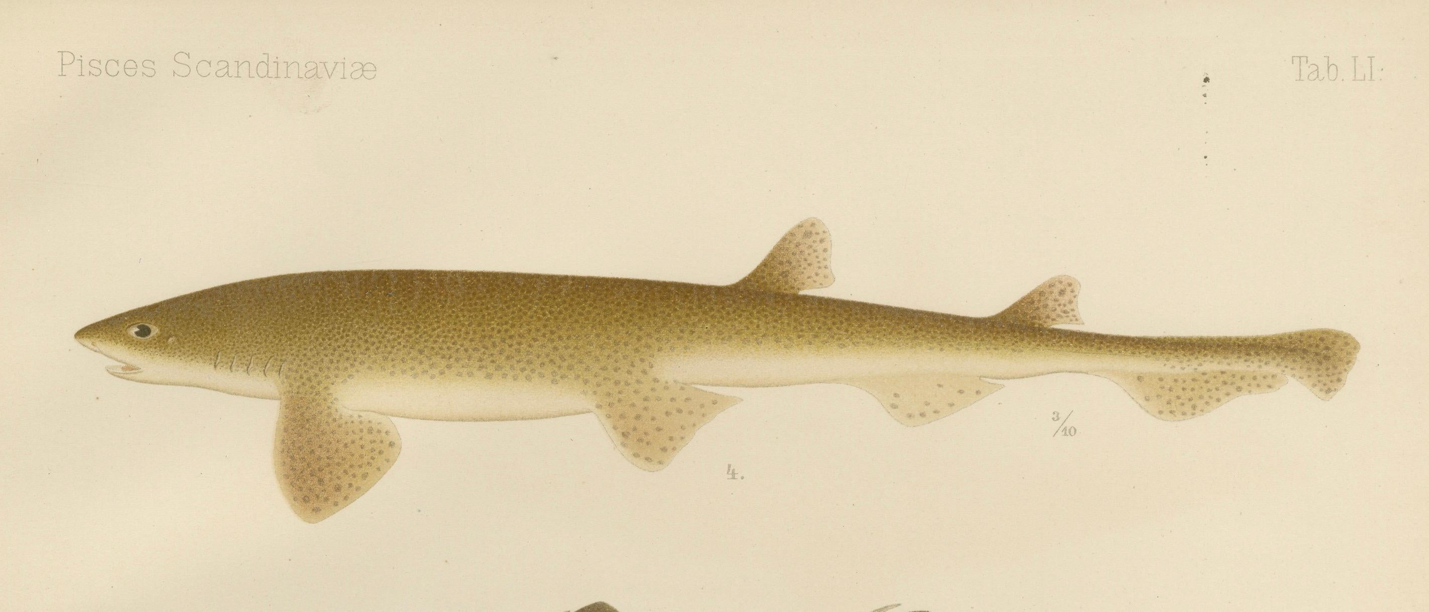 Magnificent Lithograph of Scandinavian Sharks from Pisces Scandinaviae, 1895 For Sale 4