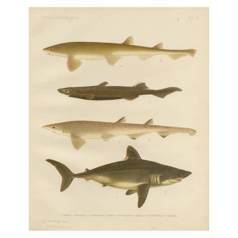 Magnificent Lithograph of Scandinavian Sharks from Pisces Scandinaviae, 1895