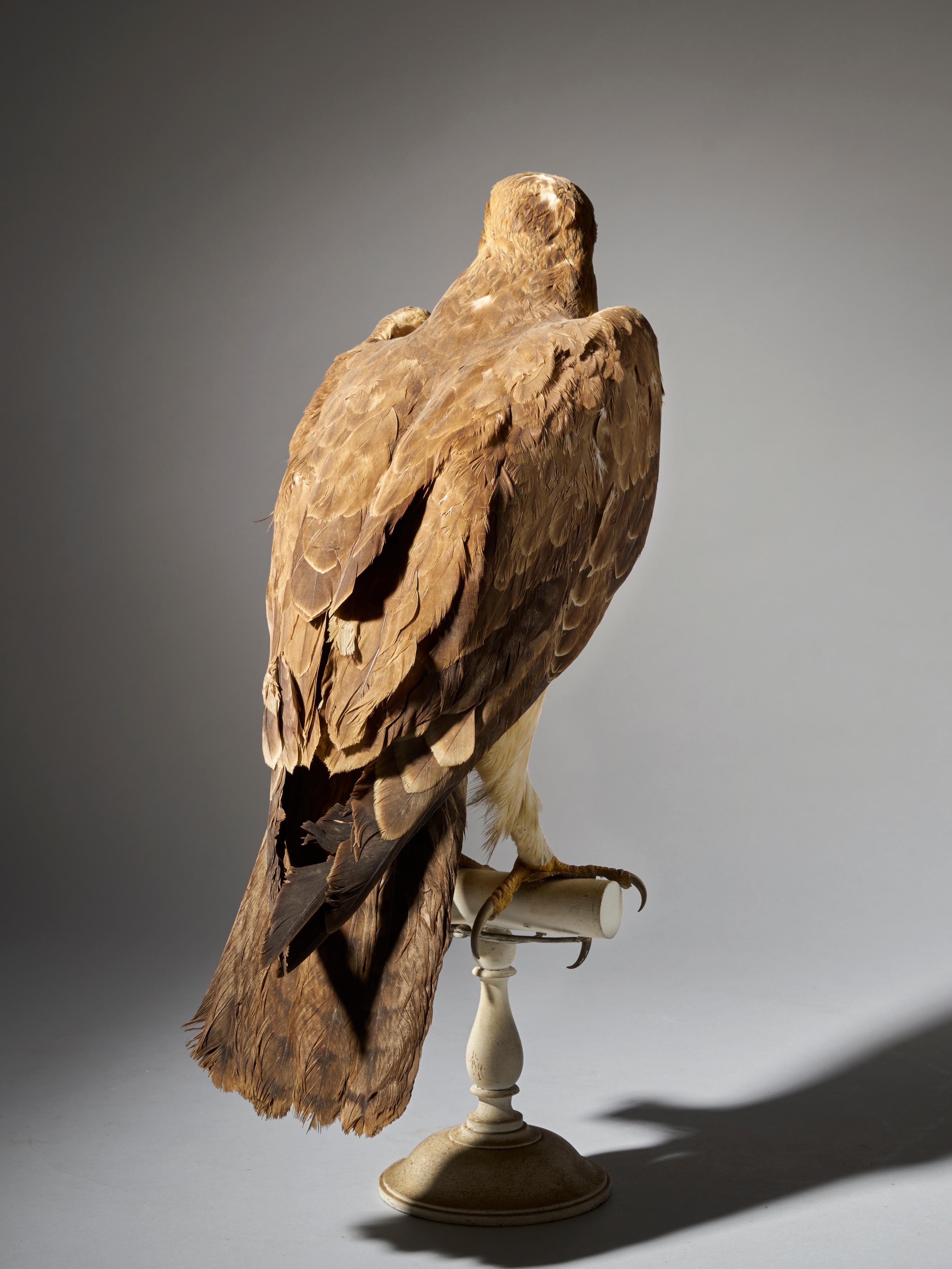 Magnificent Male Bonelli's Eagle on Antique White Museum Stand In Good Condition In Leuven , BE