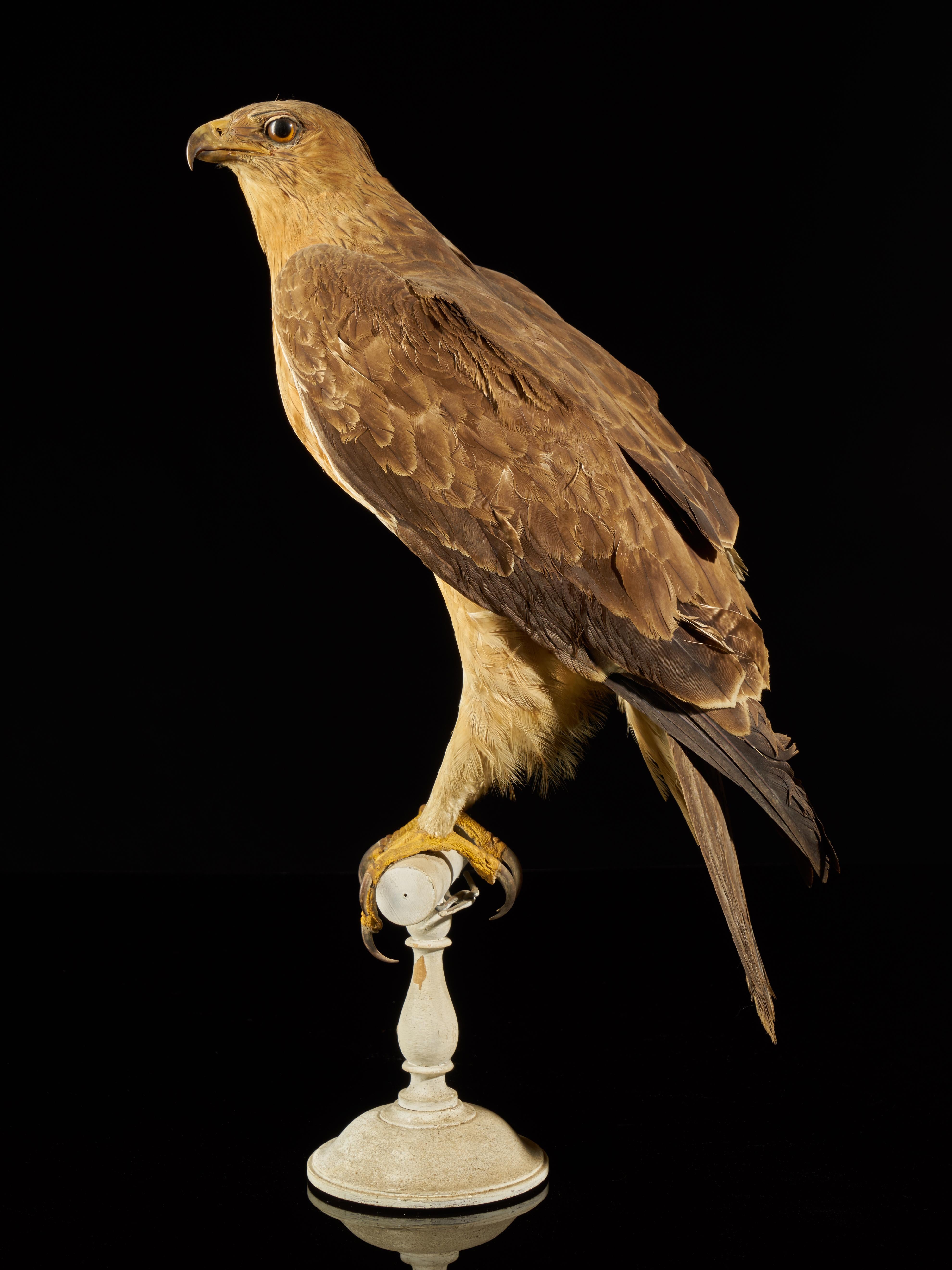 20th Century Magnificent Male Bonelli's Eagle on Antique White Museum Stand