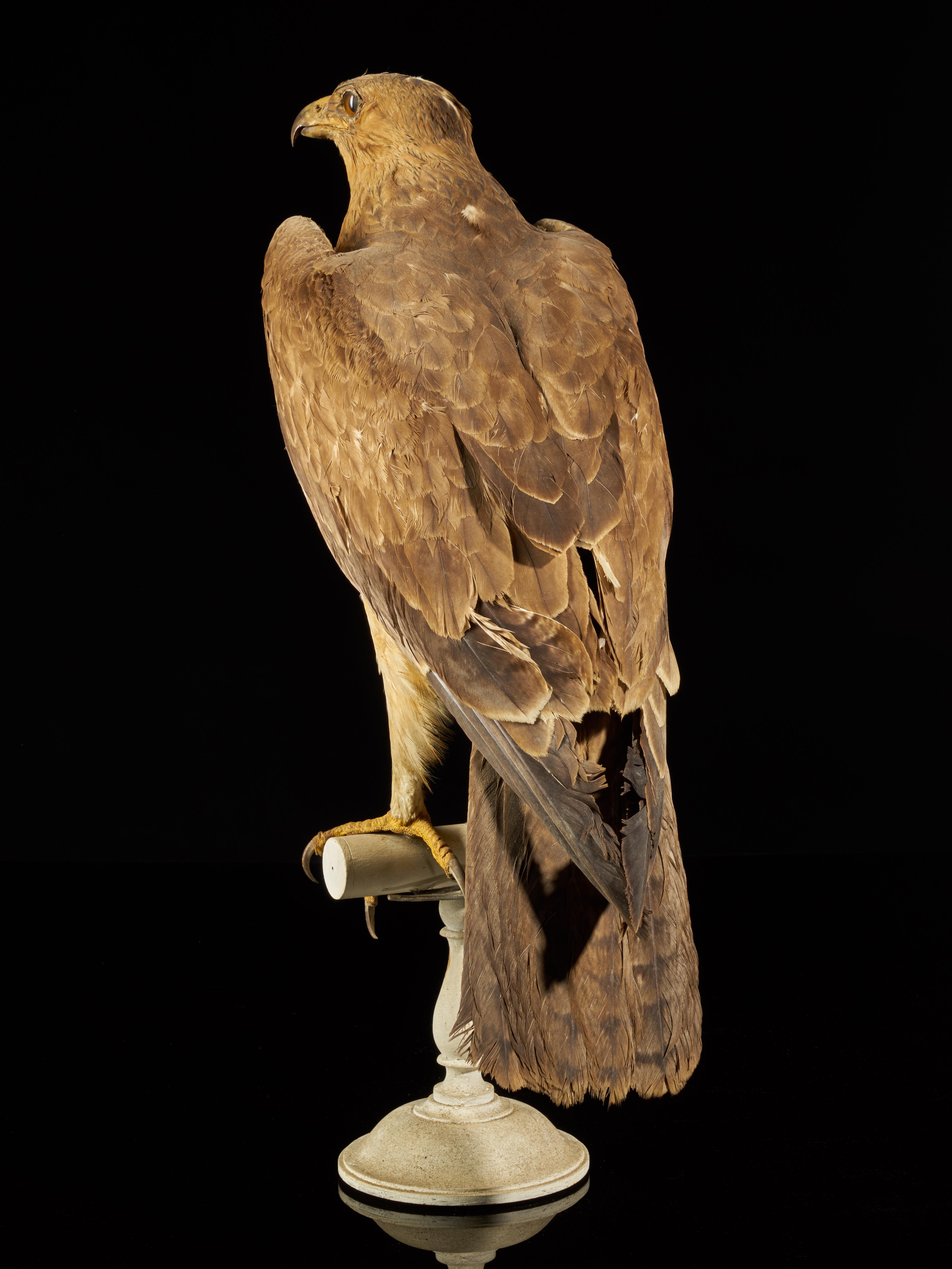 Organic Material Magnificent Male Bonelli's Eagle on Antique White Museum Stand