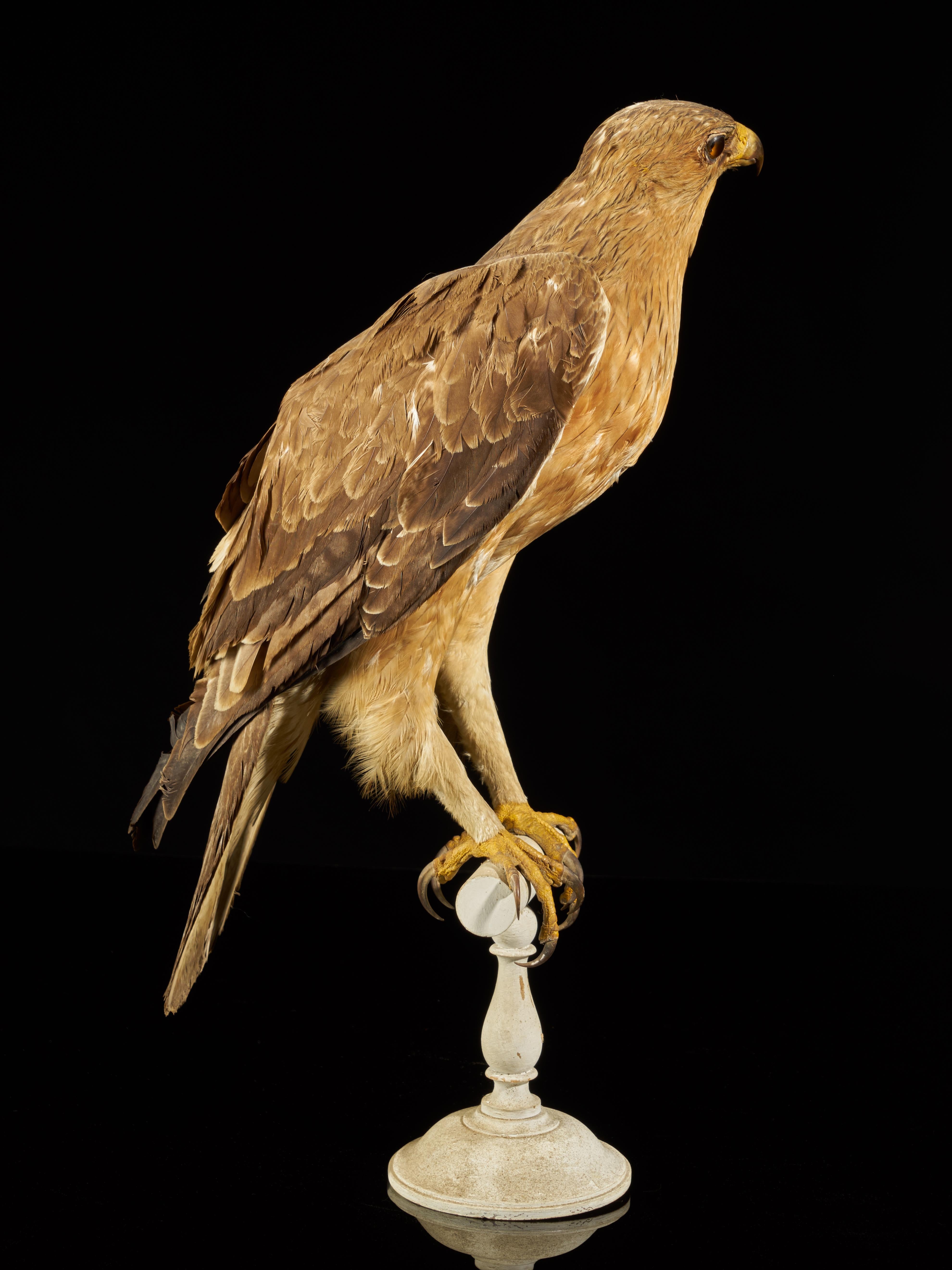 Magnificent Male Bonelli's Eagle on Antique White Museum Stand 1