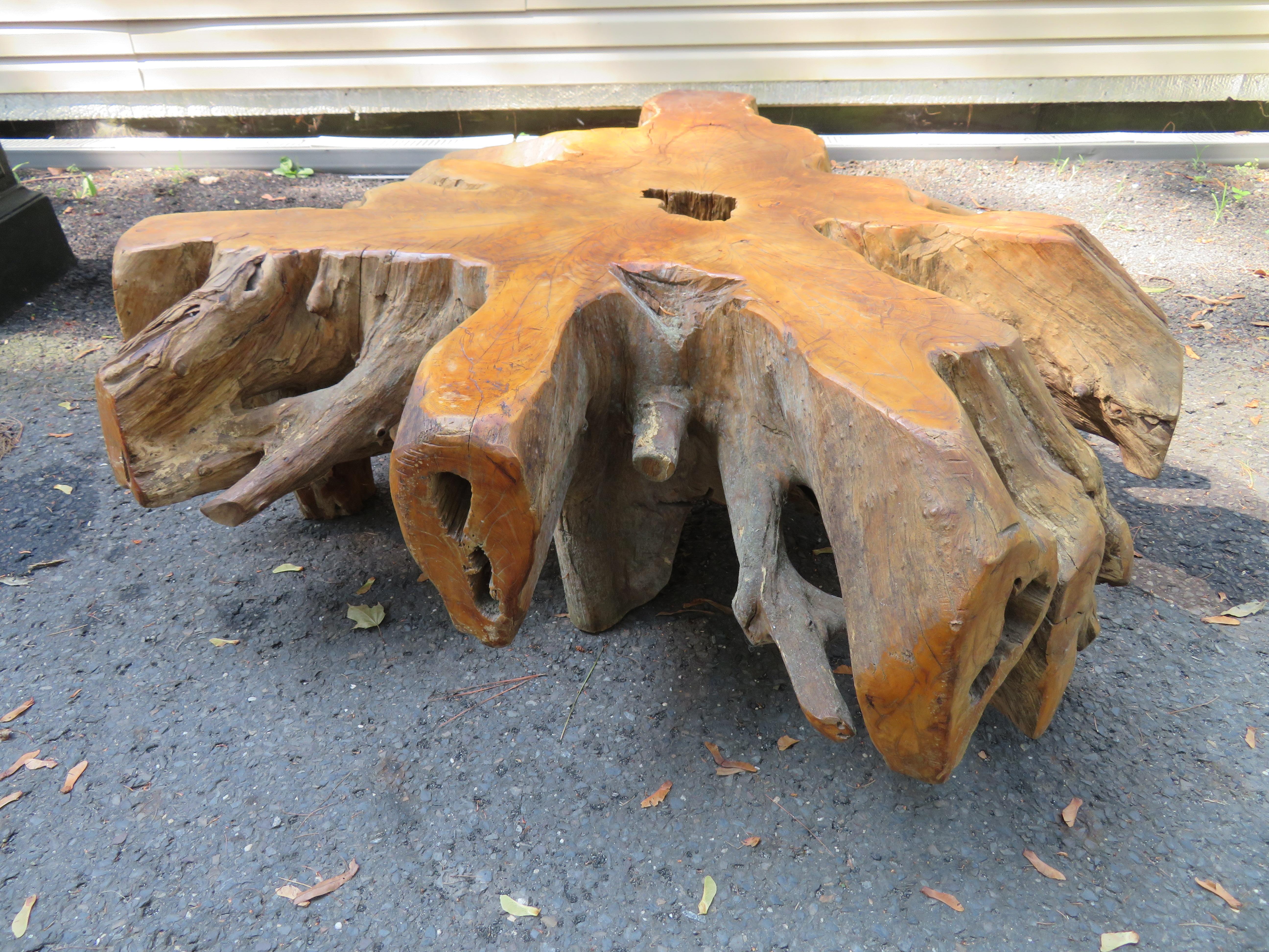 Magnificent natural raw teak hardwood organic root coffee table. This is an authentic vintage root table and not one of the newer ones flooding the market. This table has a tremendous vintage organic appeal and will certainly be the show stopper in