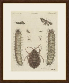 Magnified Insect Larvae and Small Moths, Antique Bertuch Print, circa 1805
