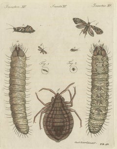 Magnified Insect Larvae and Small Moths, Antique Bertuch Print, circa 1805