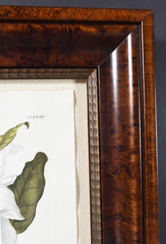 Magnolia Engraving by Trew and Ehret