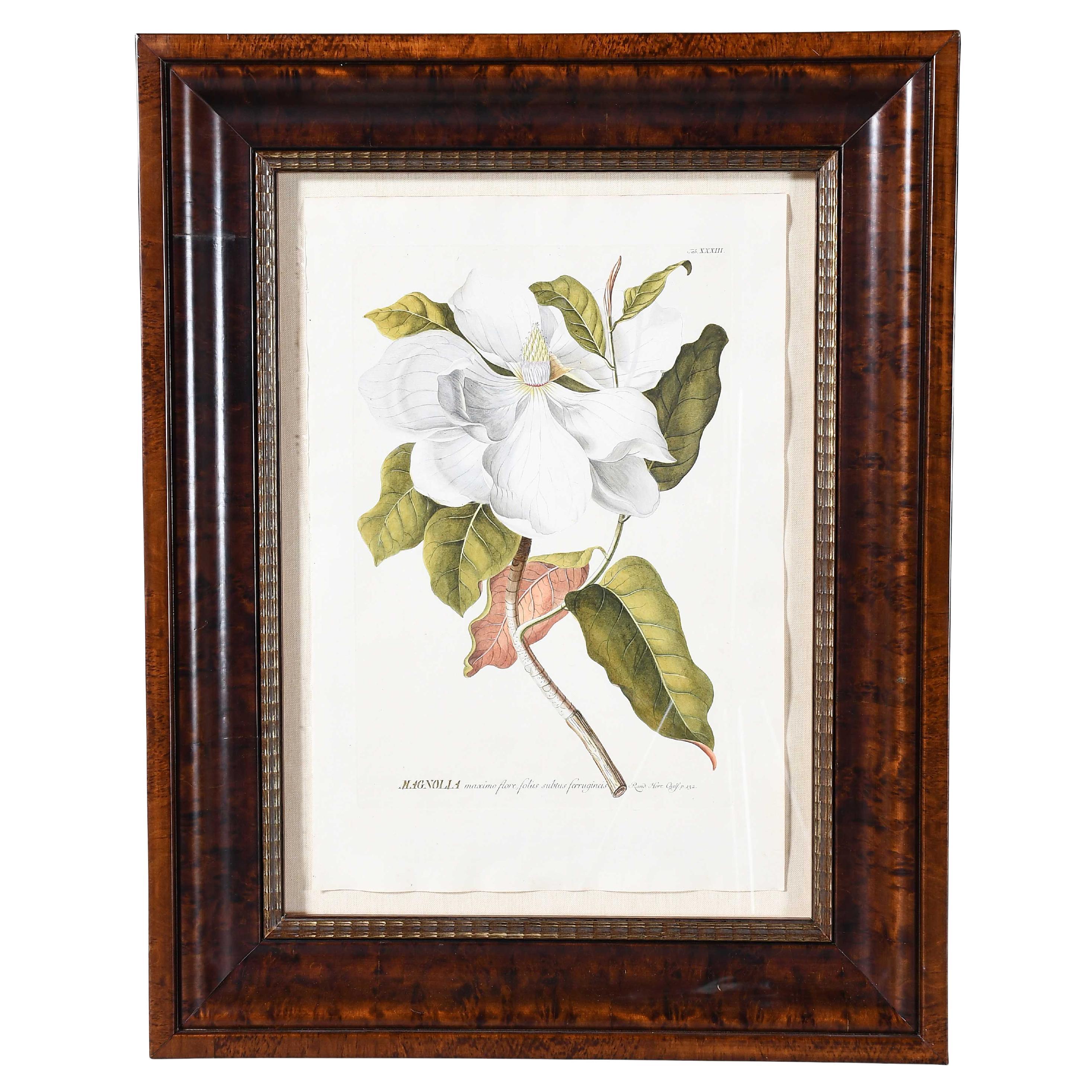 Magnolia Engraving by Trew and Ehret For Sale