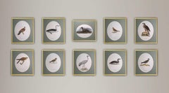 Magnus von Wright - "Birds Drawings Composition" - unique ornithologieset of 10