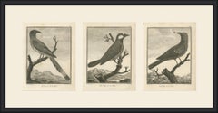 Magpie, Jay and Blue Thrush of China, Three Antique Bird Plates, 1806