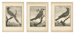 Magpie, Jay and Blue Thrush of China, Three Antique Bird Plates, 1806