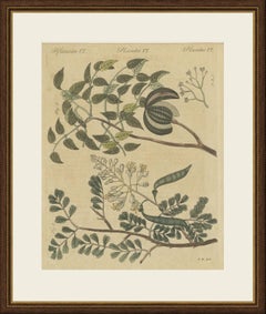 Mahogany Tree and Logwood, Antique Bertuch Print, circa 1805