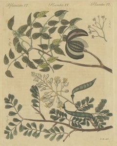 Mahogany Tree and Logwood, Antique Bertuch Print, circa 1805