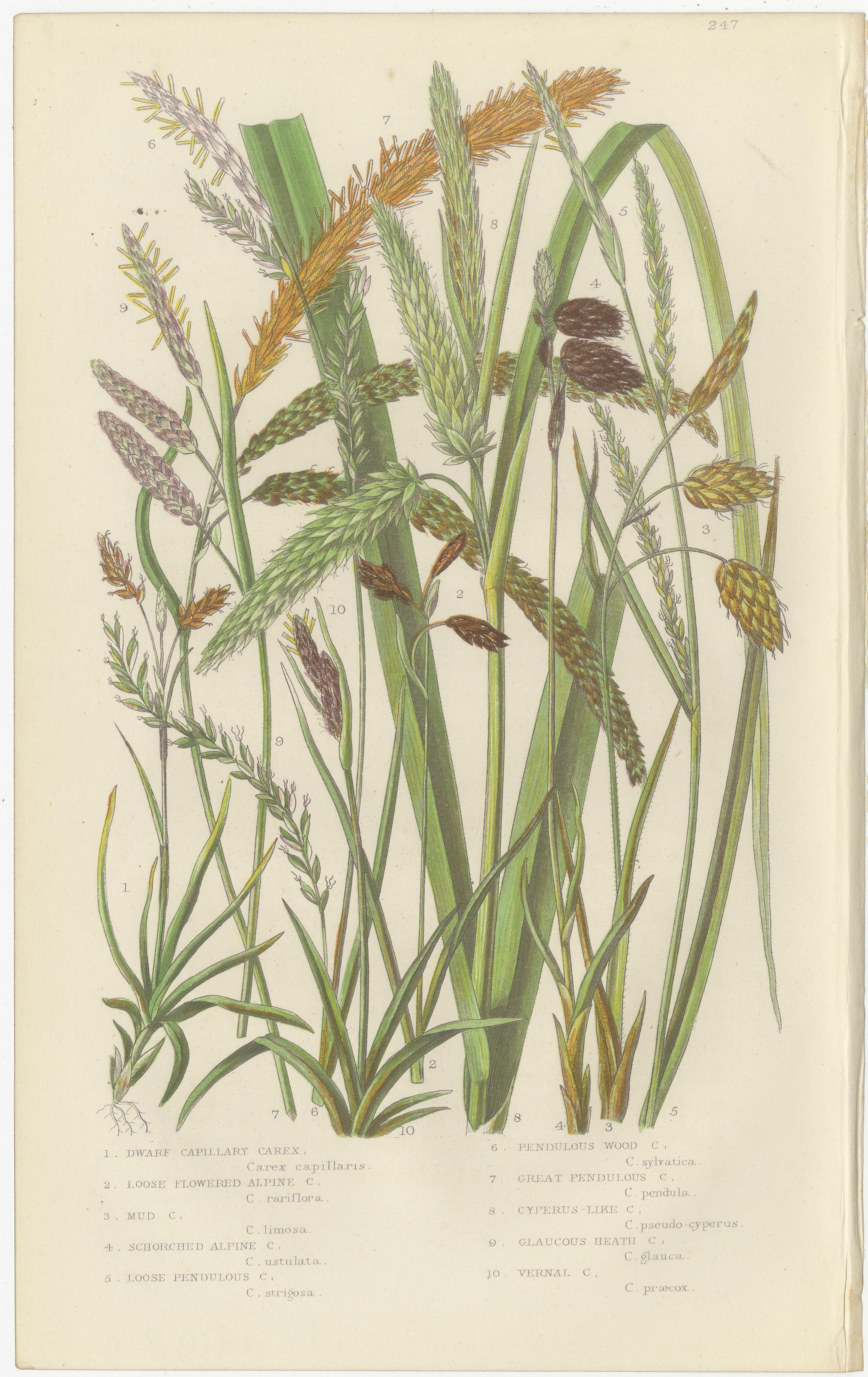 Maidenhair and European Bristle Ferns, Hand-Colored Engravings, 1873