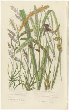 Maidenhair and European Bristle Ferns, Hand-Colored Engravings, 1873