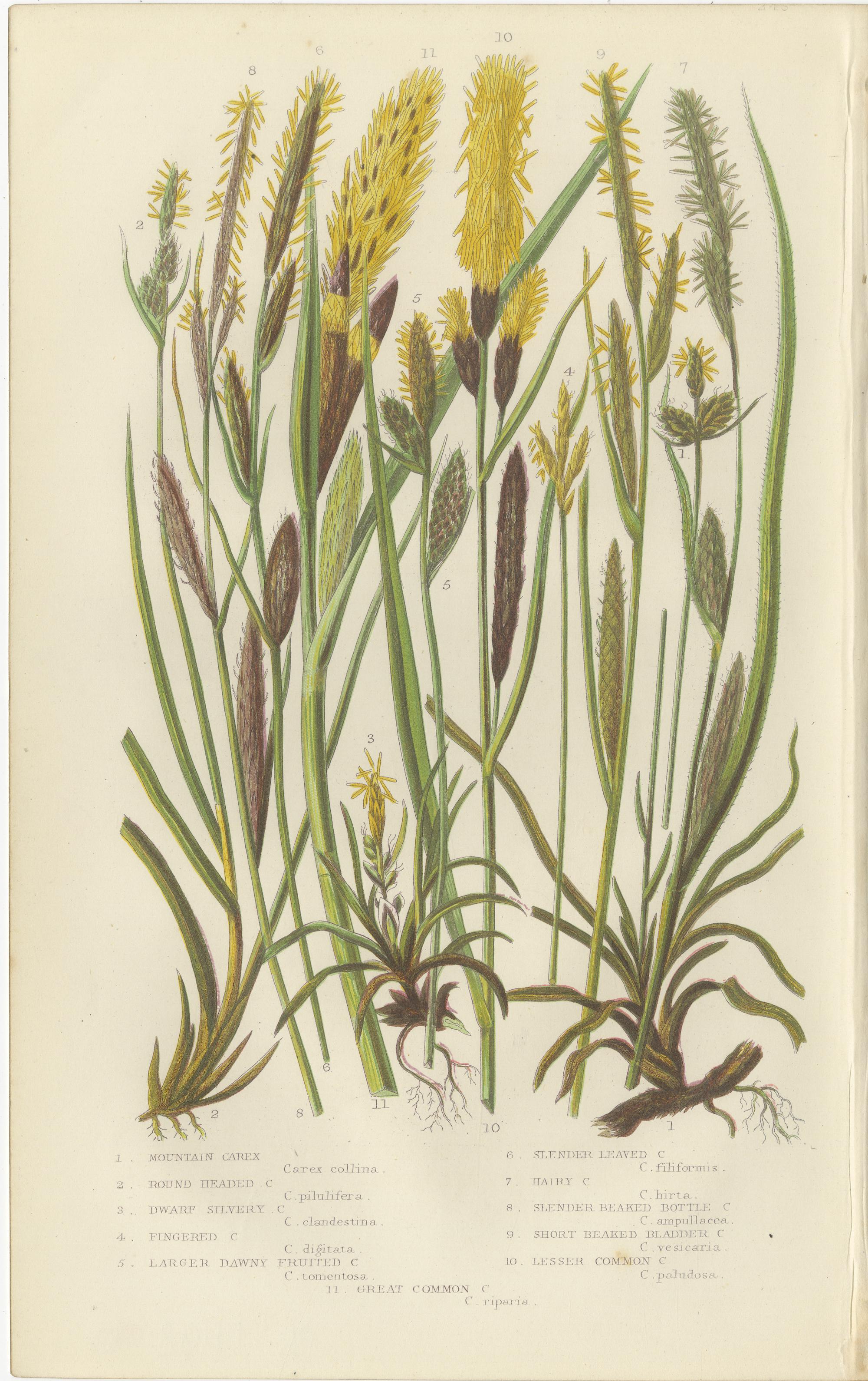 Maidenhair and European Bristle Ferns, Hand-Colored Engravings, 1873