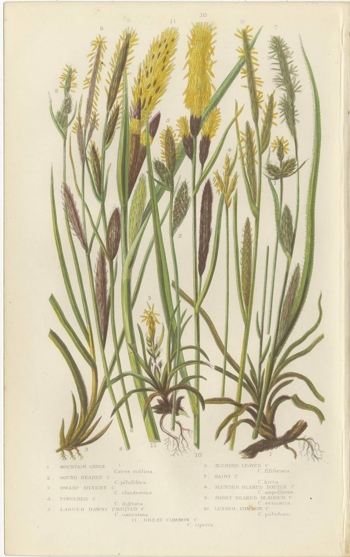 Maidenhair and European Bristle Ferns, Hand-Colored Engravings, 1873