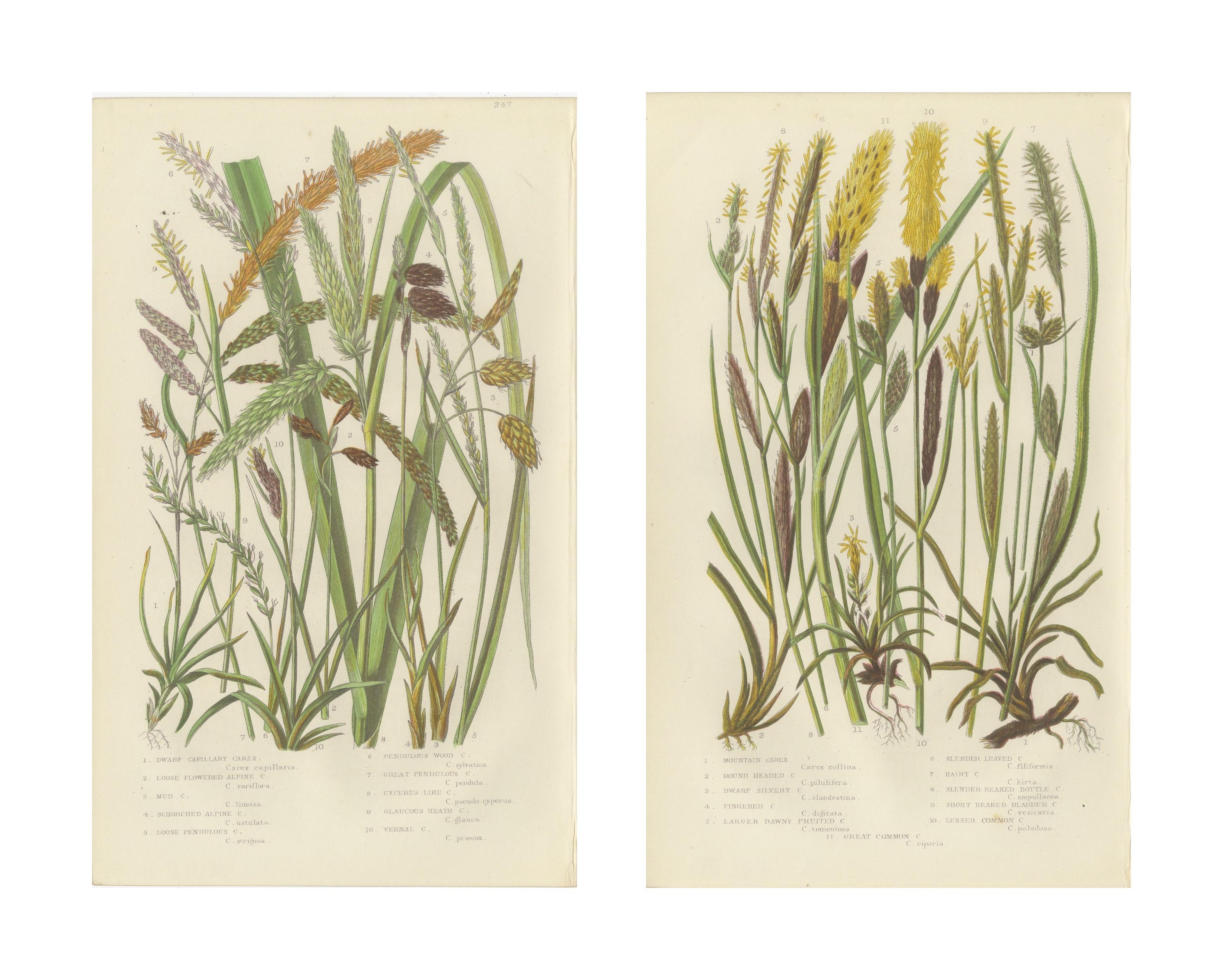 Maidenhair and European Bristle Ferns, Hand-Colored Engravings, 1873