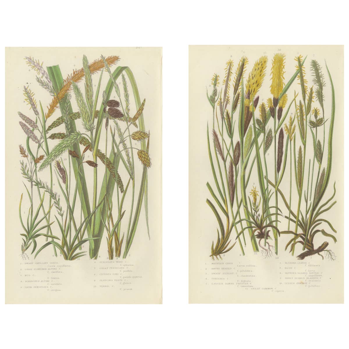 Maidenhair and European Bristle Ferns, Hand-Colored Engravings, 1873