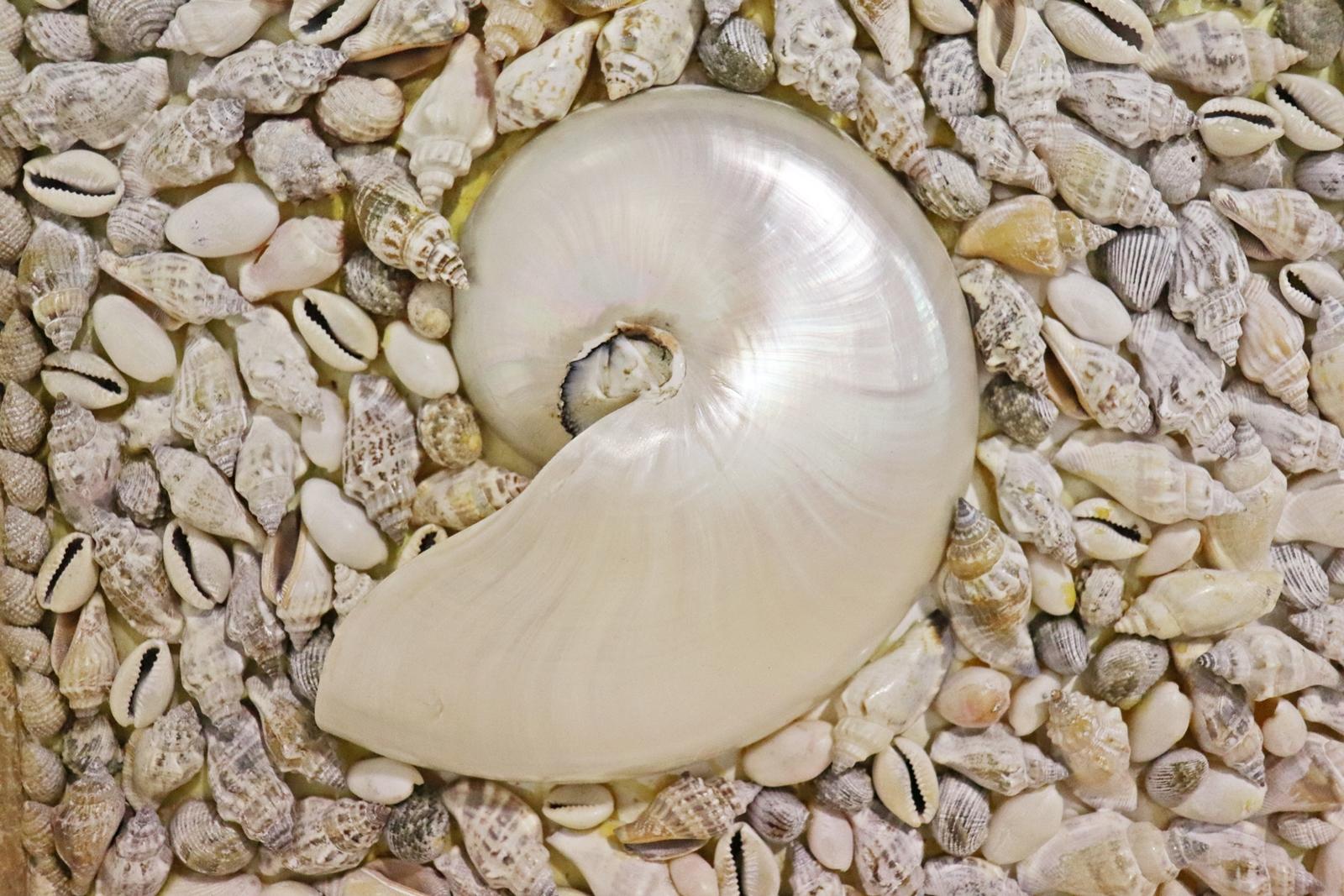 Maison Jansen Style Mid-Century Modern Sea Shell Encrusted Wall Mirror 4