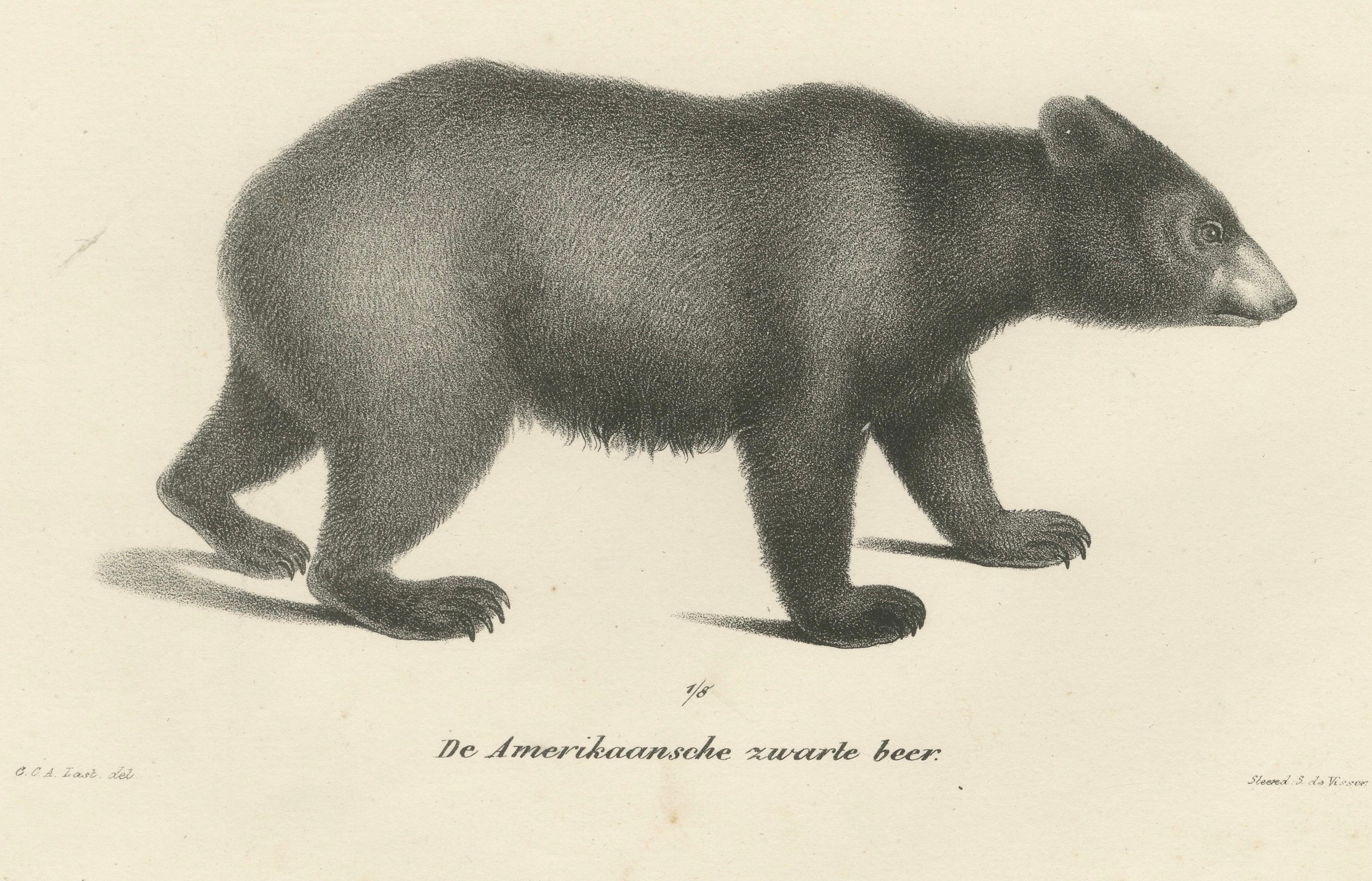 Majestic Bears of the 19th Century – Exquisite Antique Natural History Prints For Sale 4