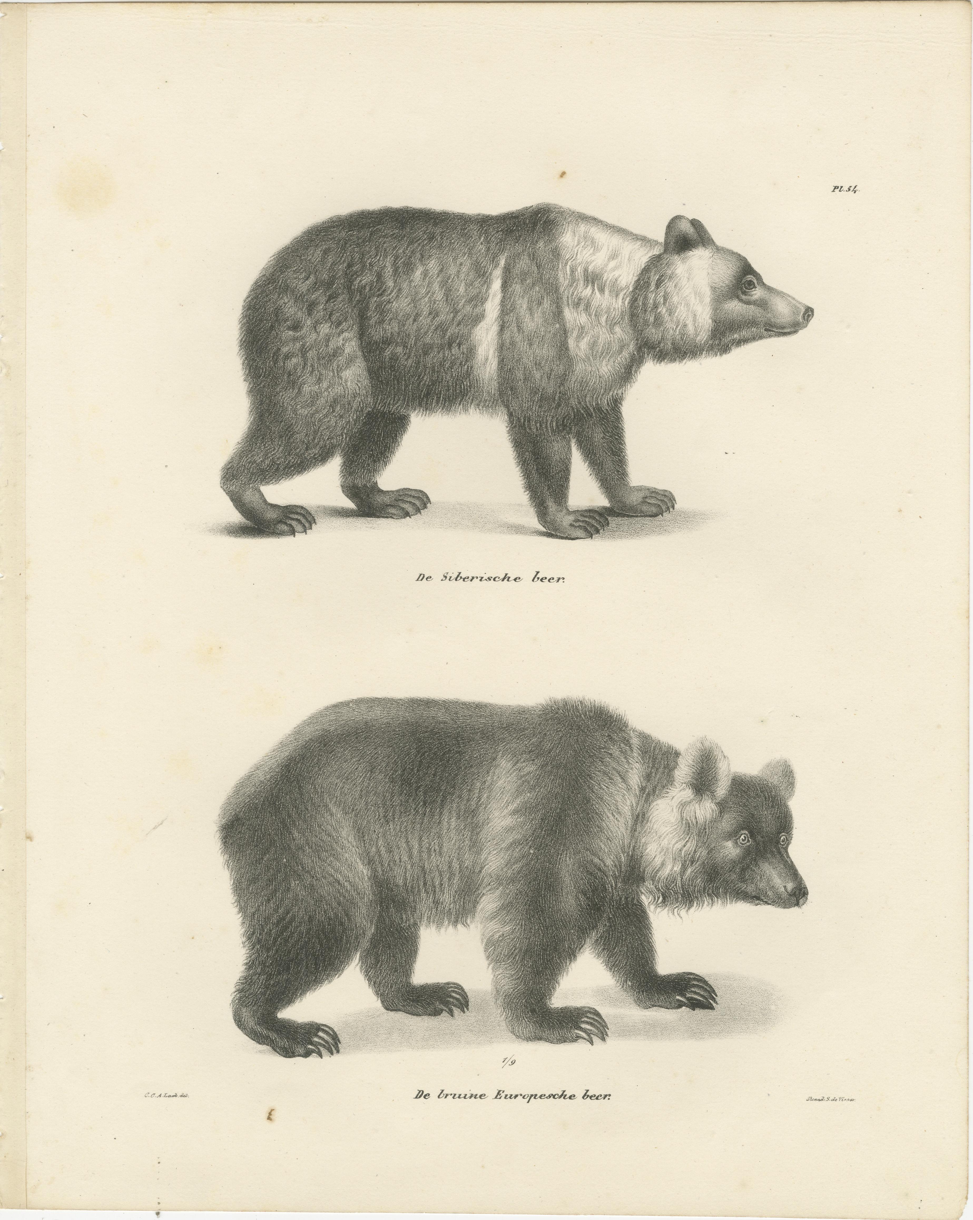 19th-Century Lithographs of Bears by C.C. G. Zool., Printed by La Haye & J. L. G. V.

This set consists of two 19th-century lithographs depicting various bear species, originally published in 'De Zoogdieren: afgebeeld en in hunne levenswijze