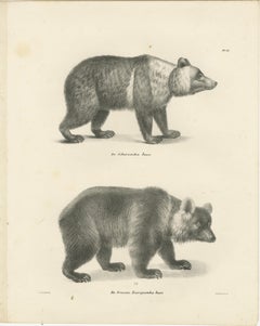Majestic Bears of the 19th Century – Exquisite Antique Natural History Prints