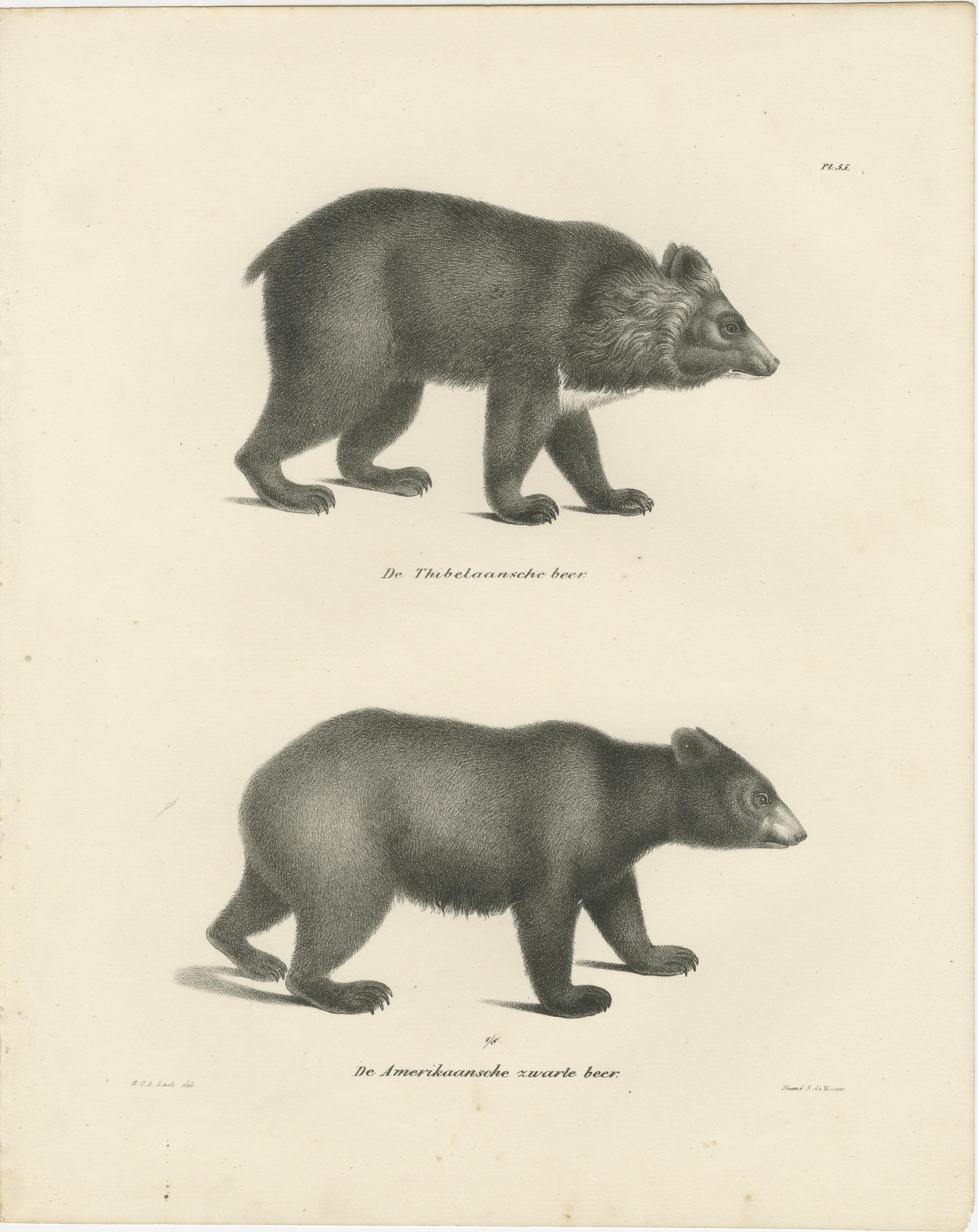 Engraved Majestic Bears of the 19th Century – Exquisite Antique Natural History Prints For Sale