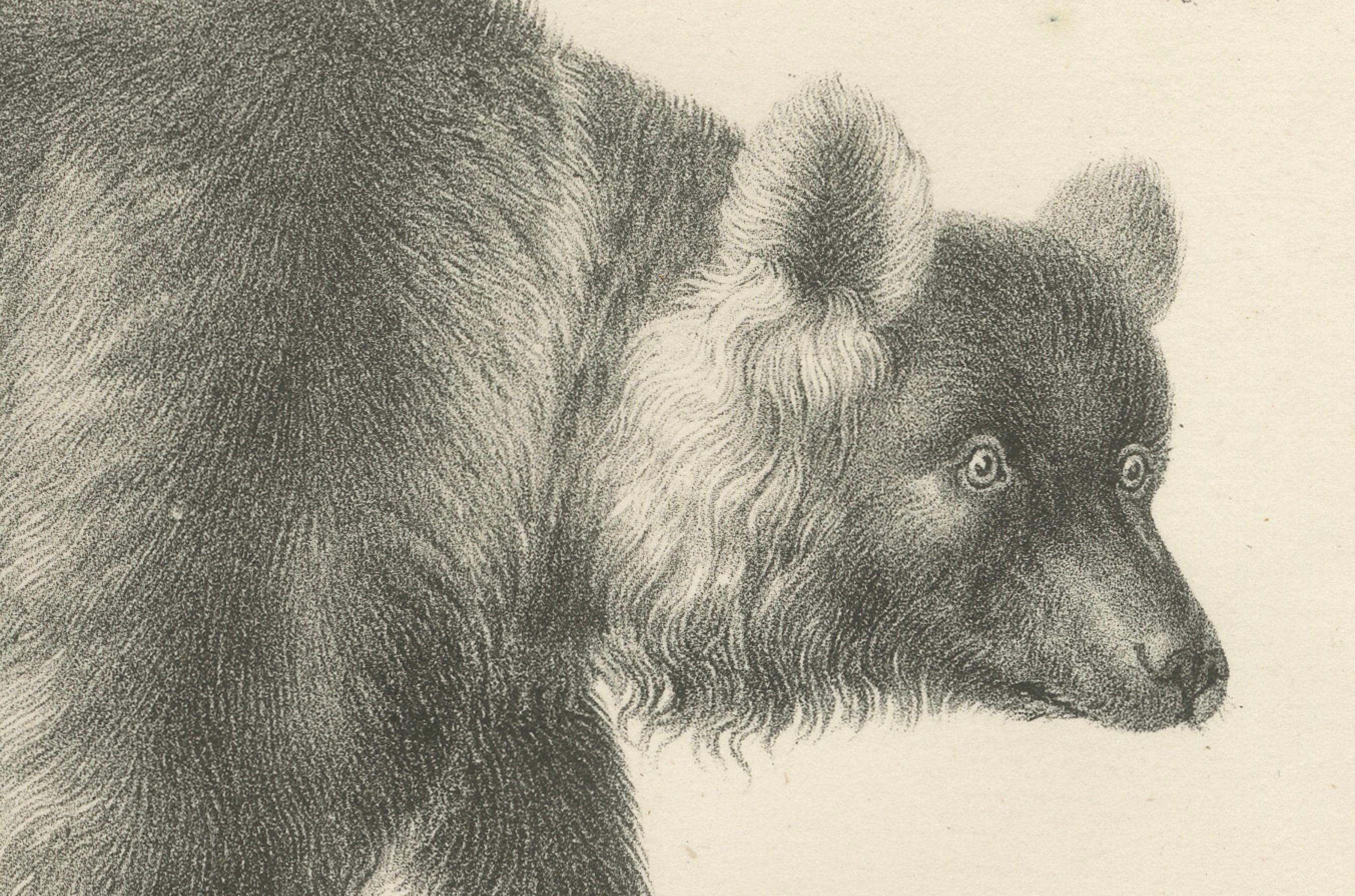 Majestic Bears of the 19th Century – Exquisite Antique Natural History Prints In Good Condition For Sale In Langweer, NL