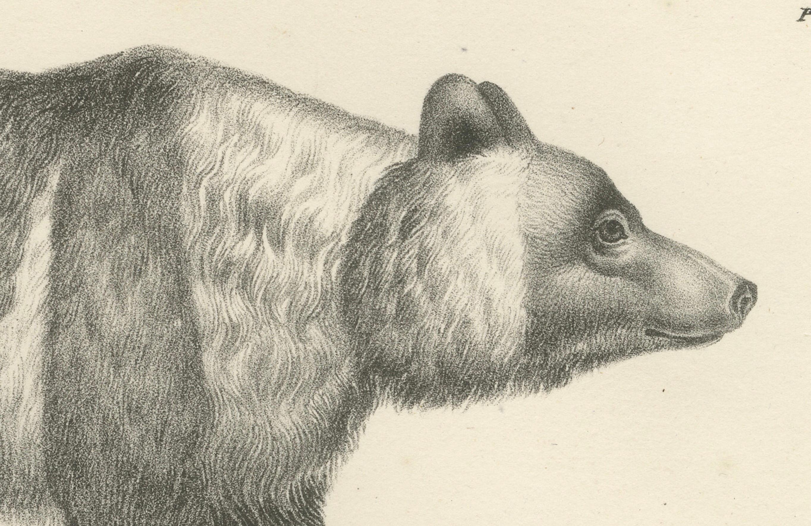 Mid-19th Century Majestic Bears of the 19th Century – Exquisite Antique Natural History Prints For Sale