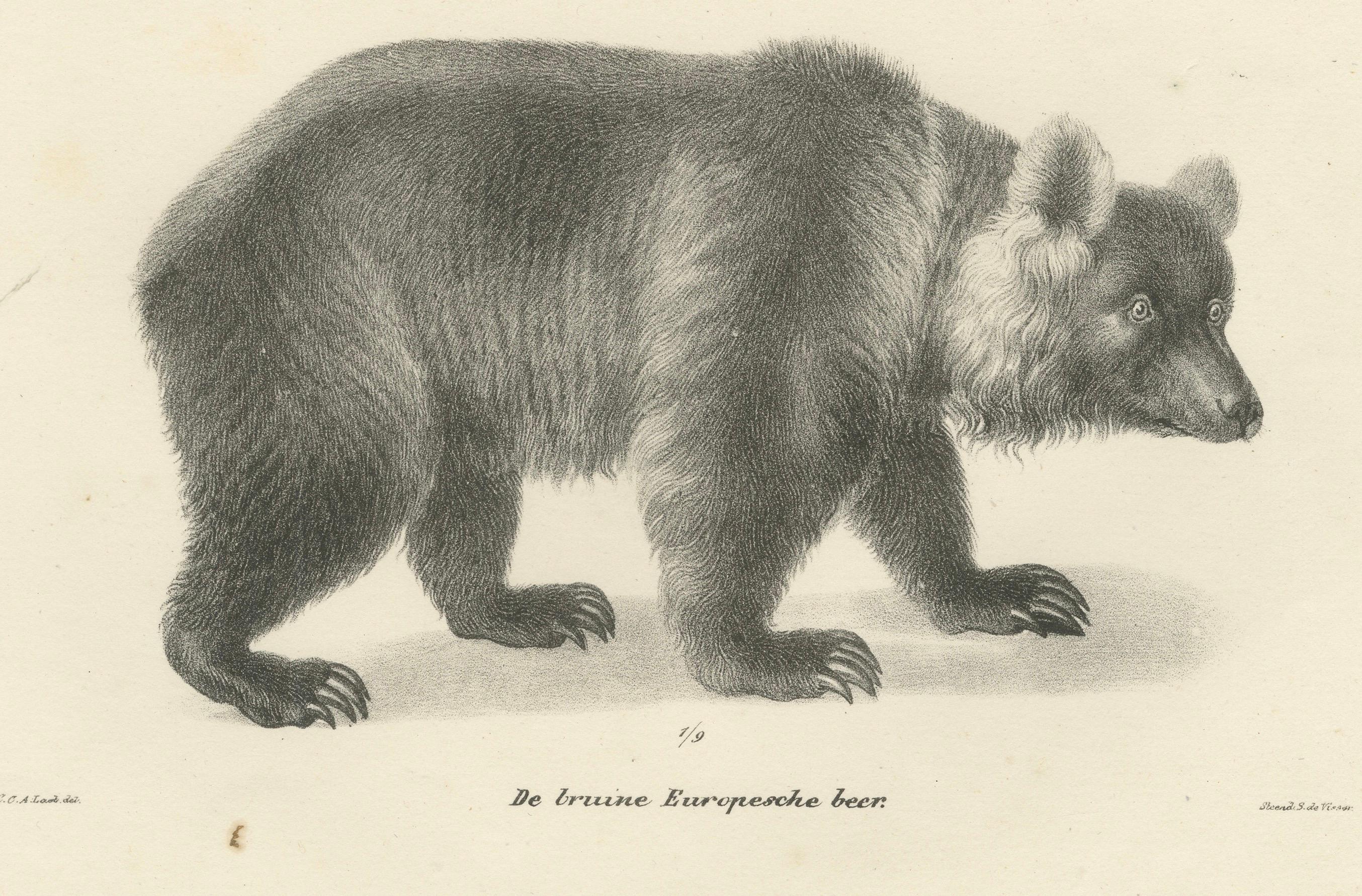 Paper Majestic Bears of the 19th Century – Exquisite Antique Natural History Prints For Sale