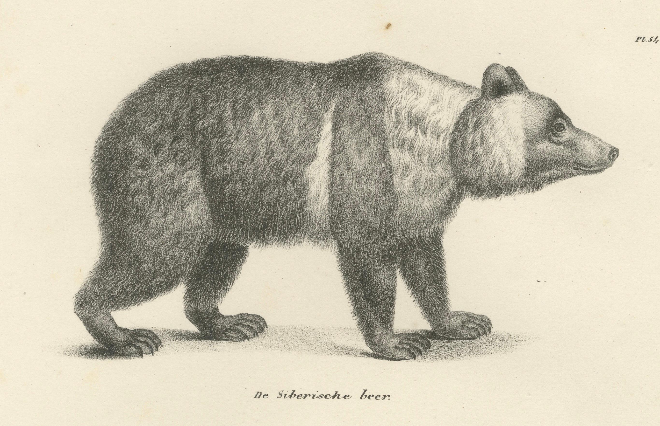 Majestic Bears of the 19th Century – Exquisite Antique Natural History Prints For Sale 1