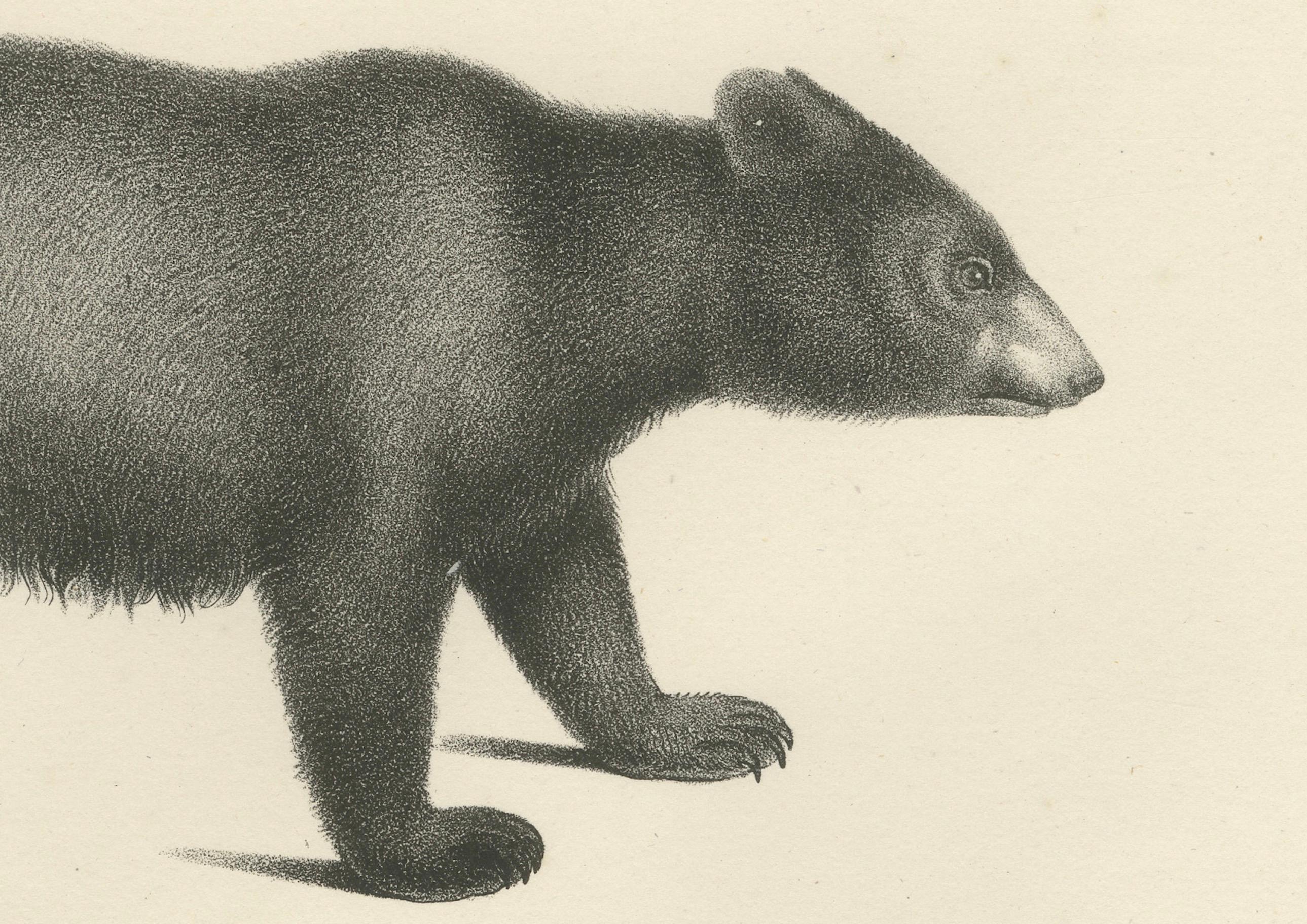 Majestic Bears of the 19th Century – Exquisite Antique Natural History Prints For Sale 2