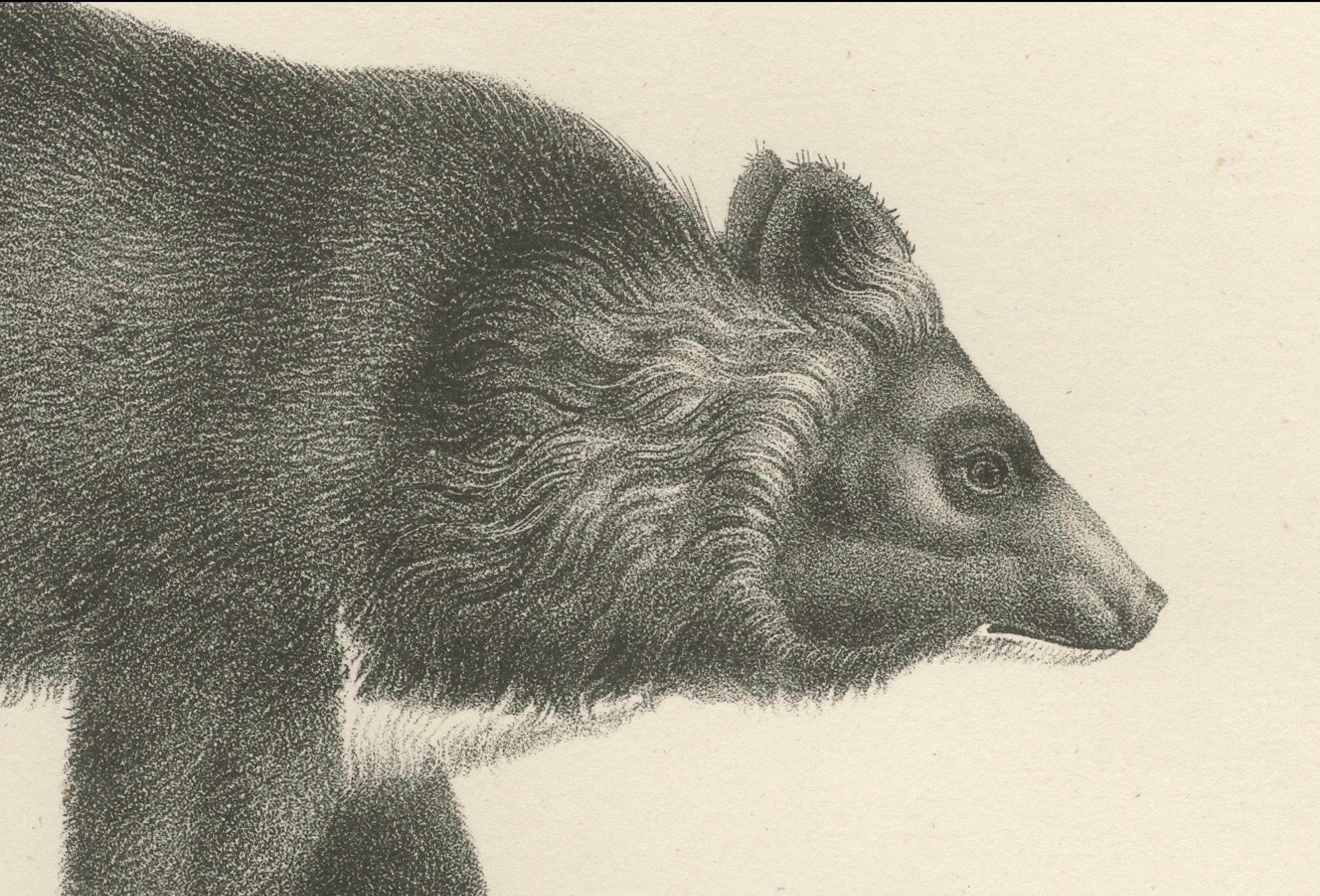 Majestic Bears of the 19th Century – Exquisite Antique Natural History Prints For Sale 3