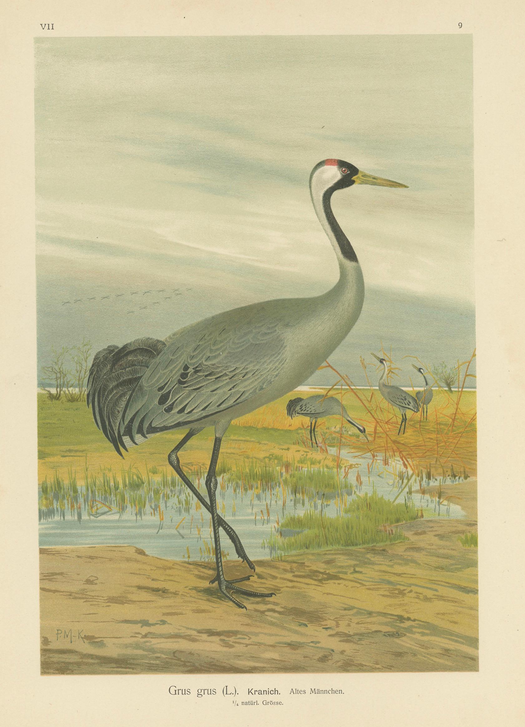 Majestic Common Crane in Wetland Landscape – Antique Bird Chromolithograph, 1880