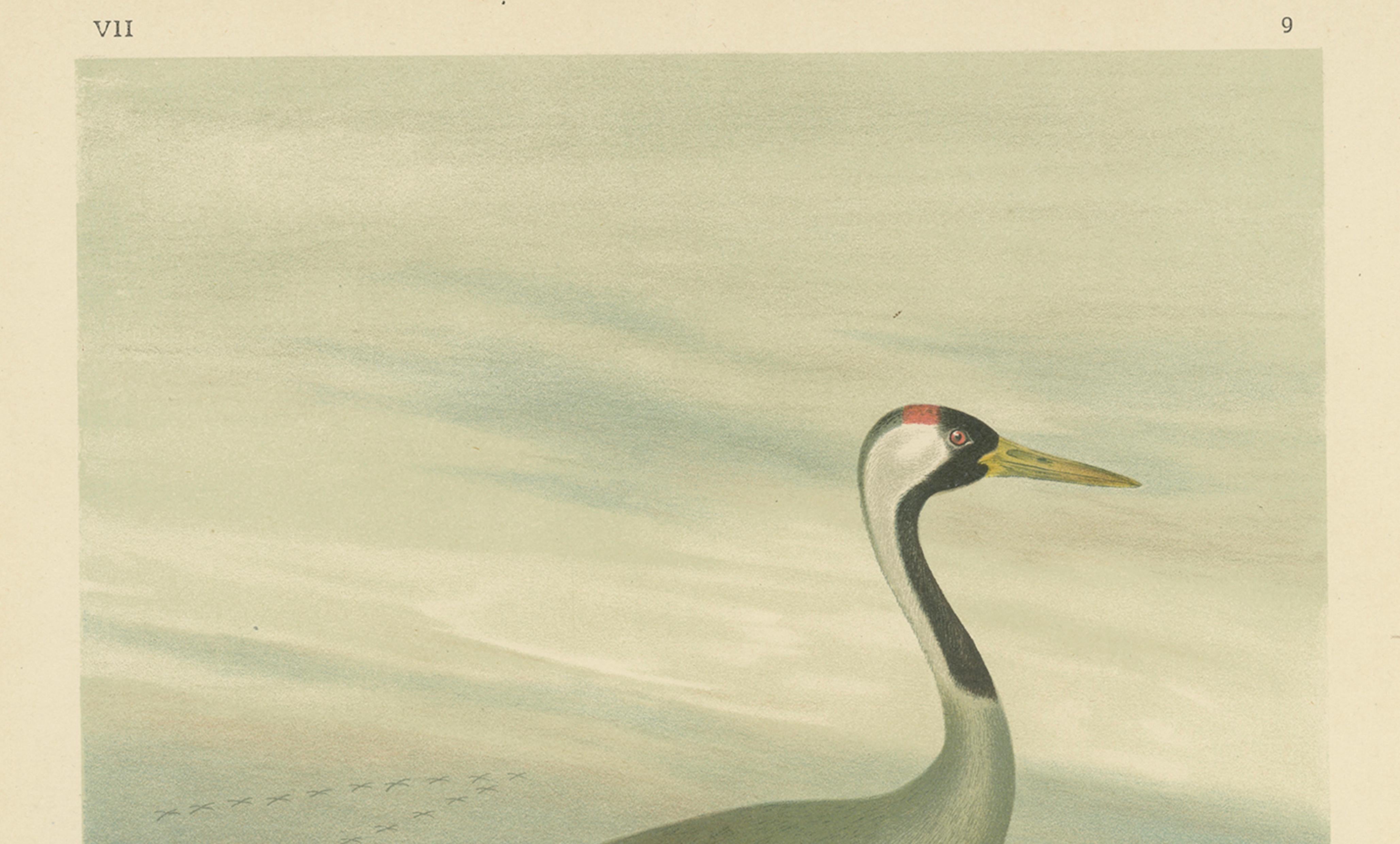 Majestic Common Crane in Wetland Landscape – Antique Bird Chromolithograph, 1880